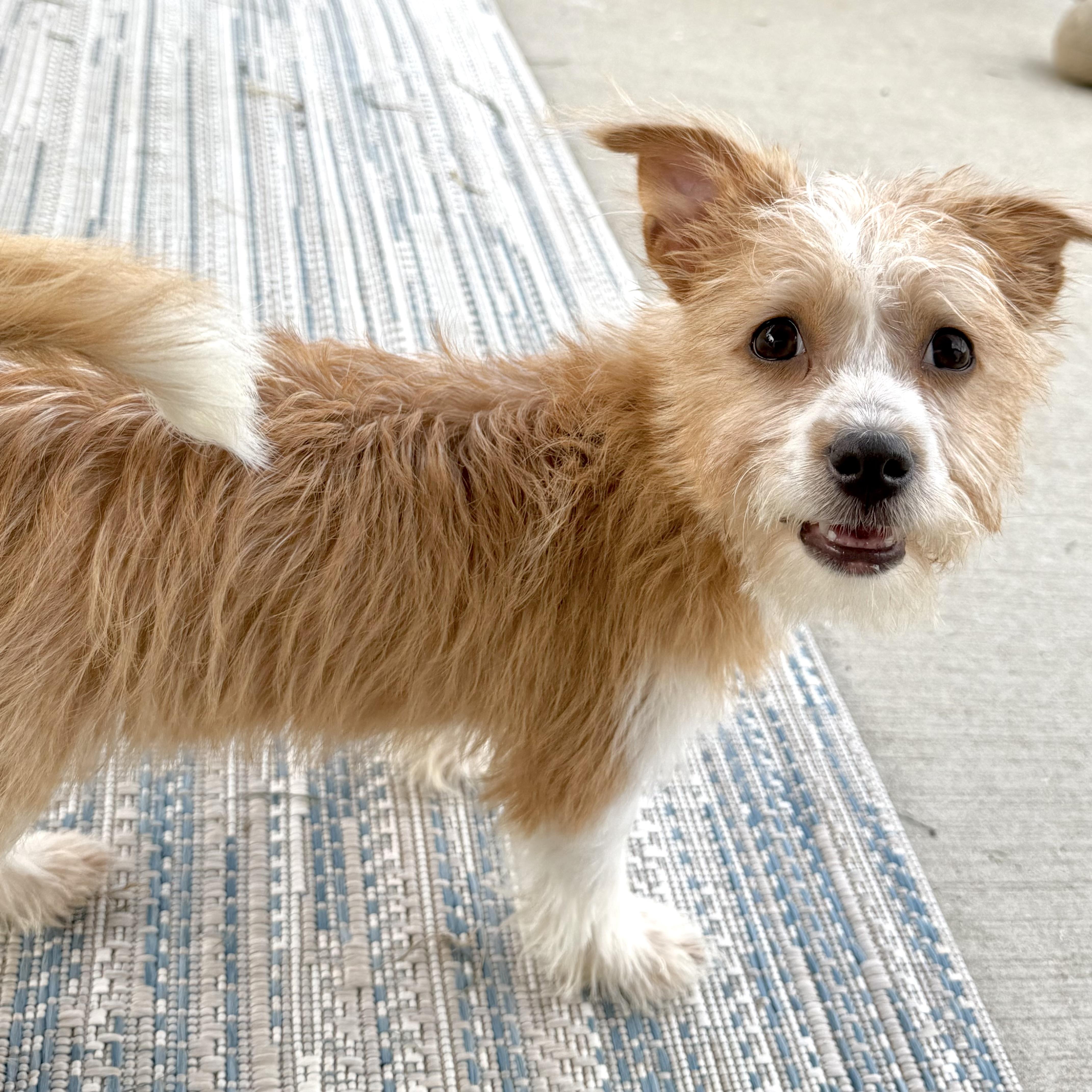 Enlarge Shaggy, a Adopted mixed breed in Muskego, WI image 2/6