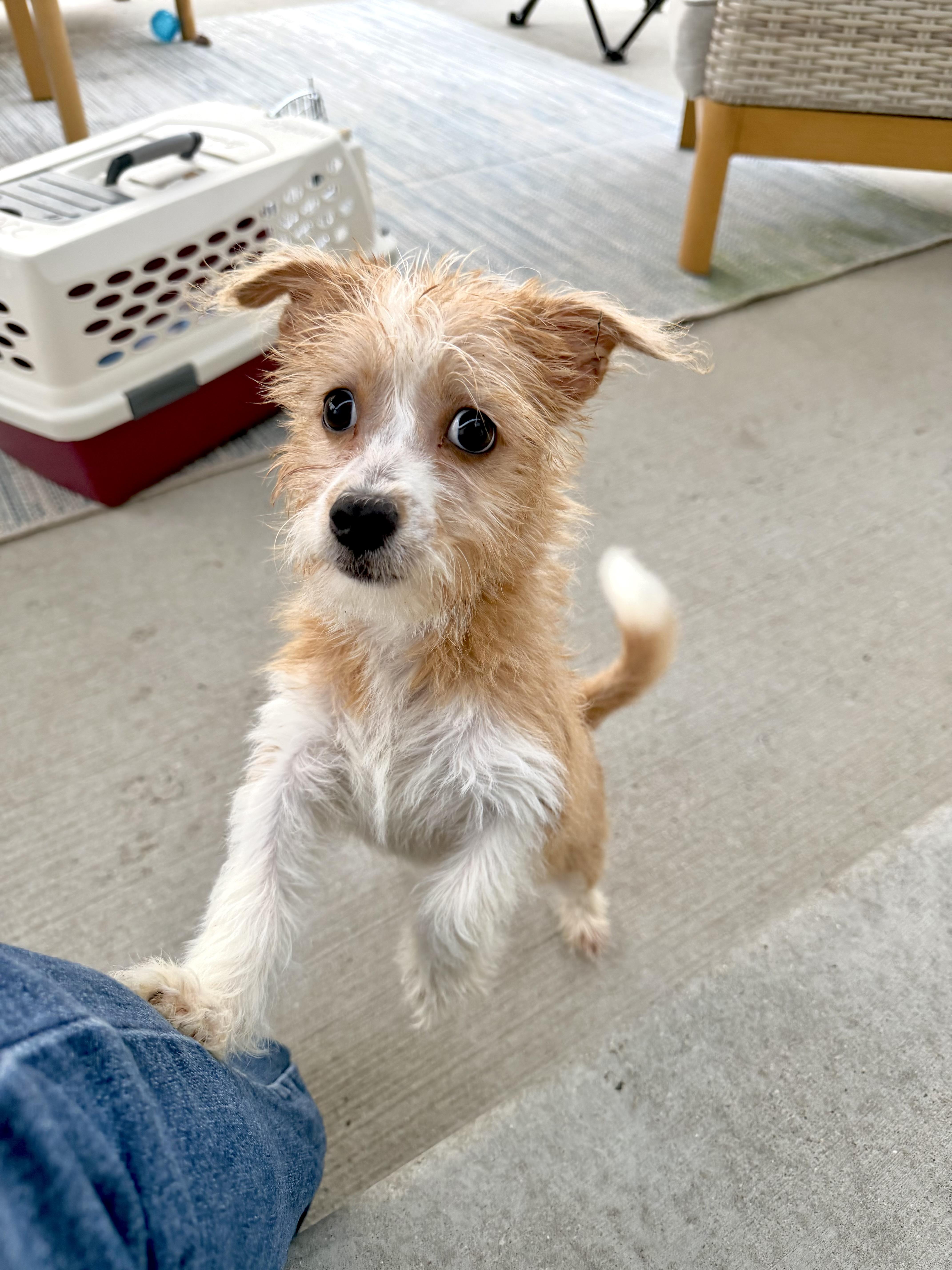Enlarge Shaggy, a Adopted mixed breed in Muskego, WI image 5/6
