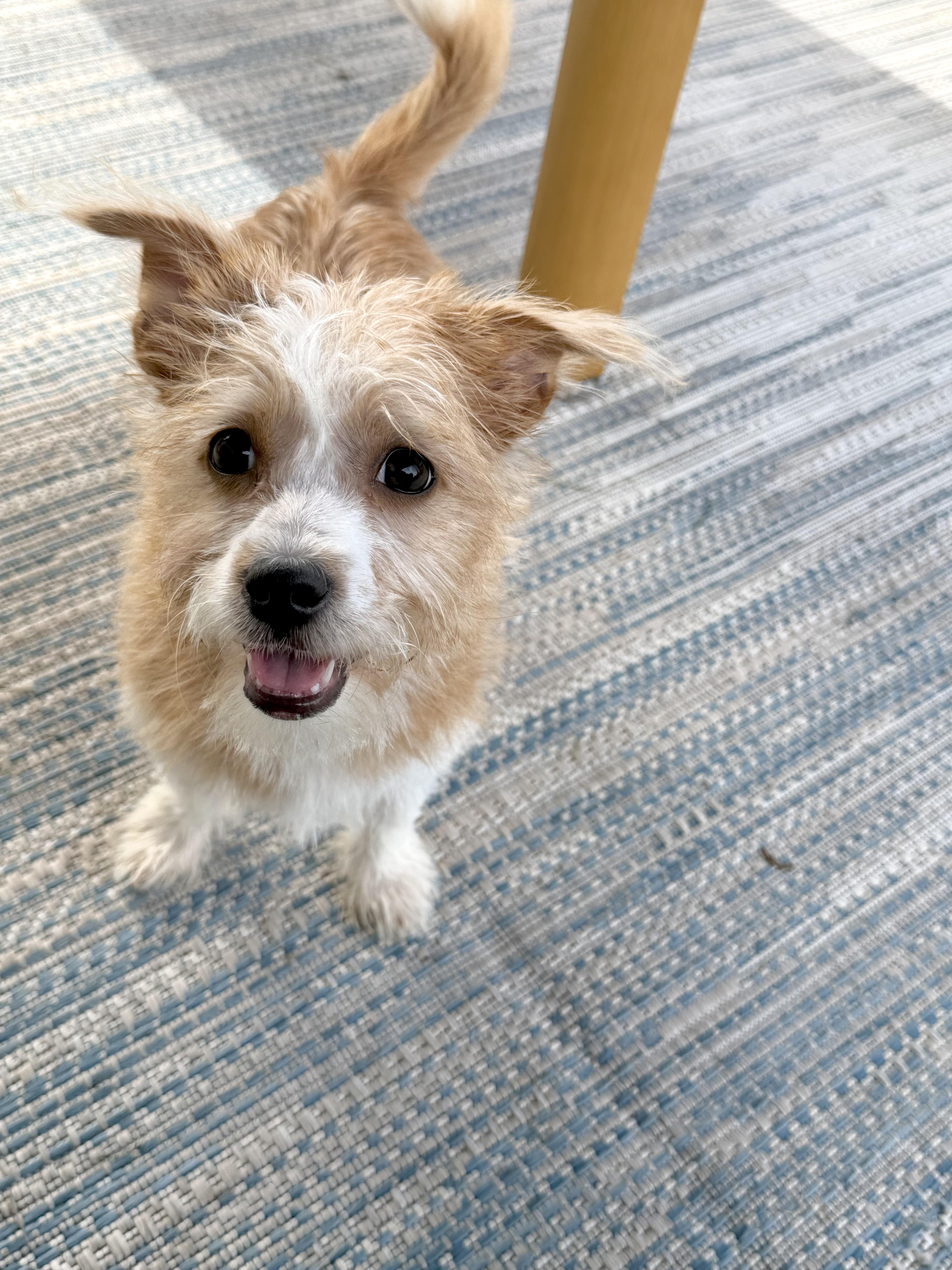 Enlarge Shaggy, a Adopted mixed breed in Muskego, WI image 3/6