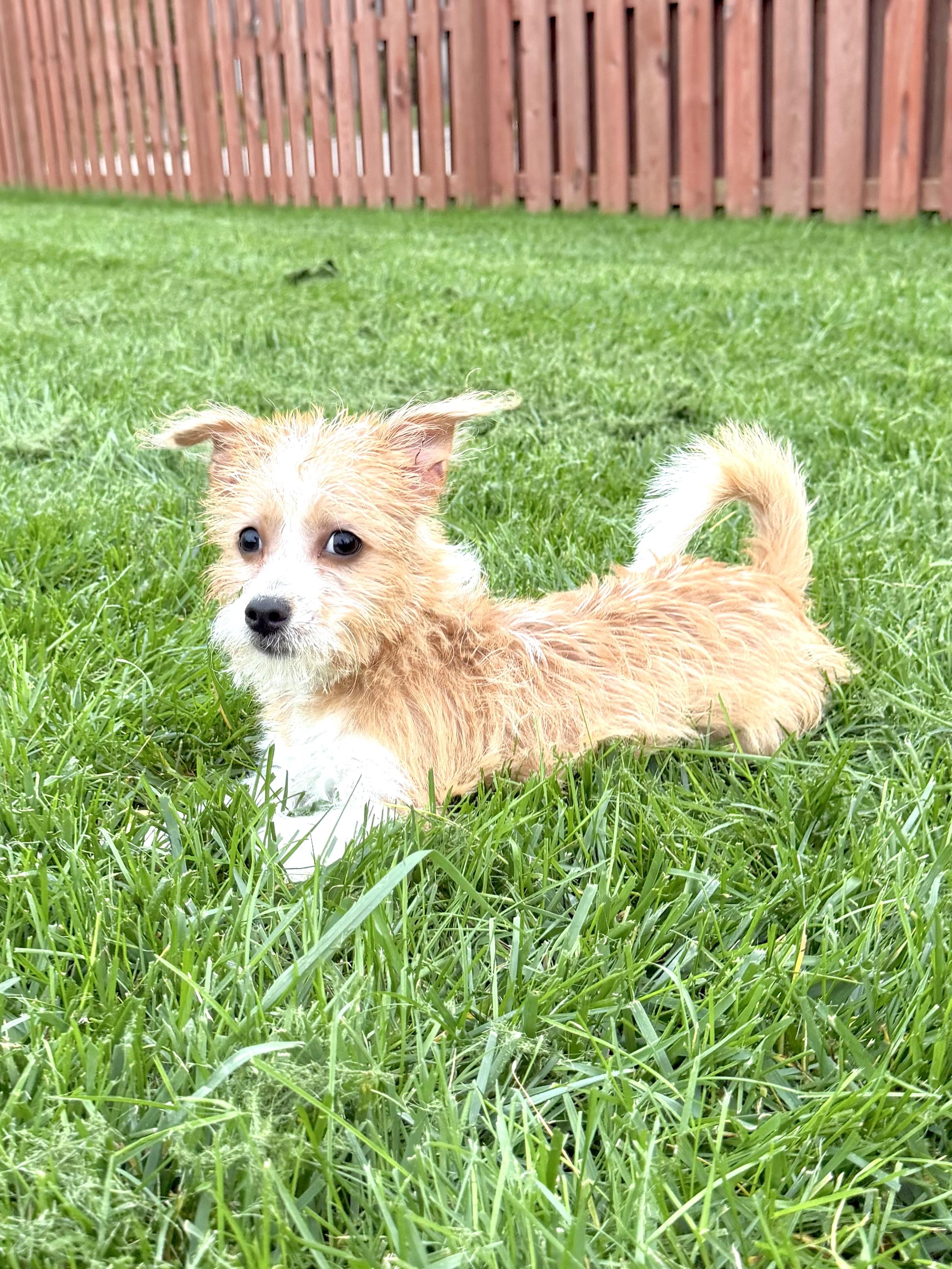 Enlarge Shaggy, a Adopted mixed breed in Muskego, WI image 4/6