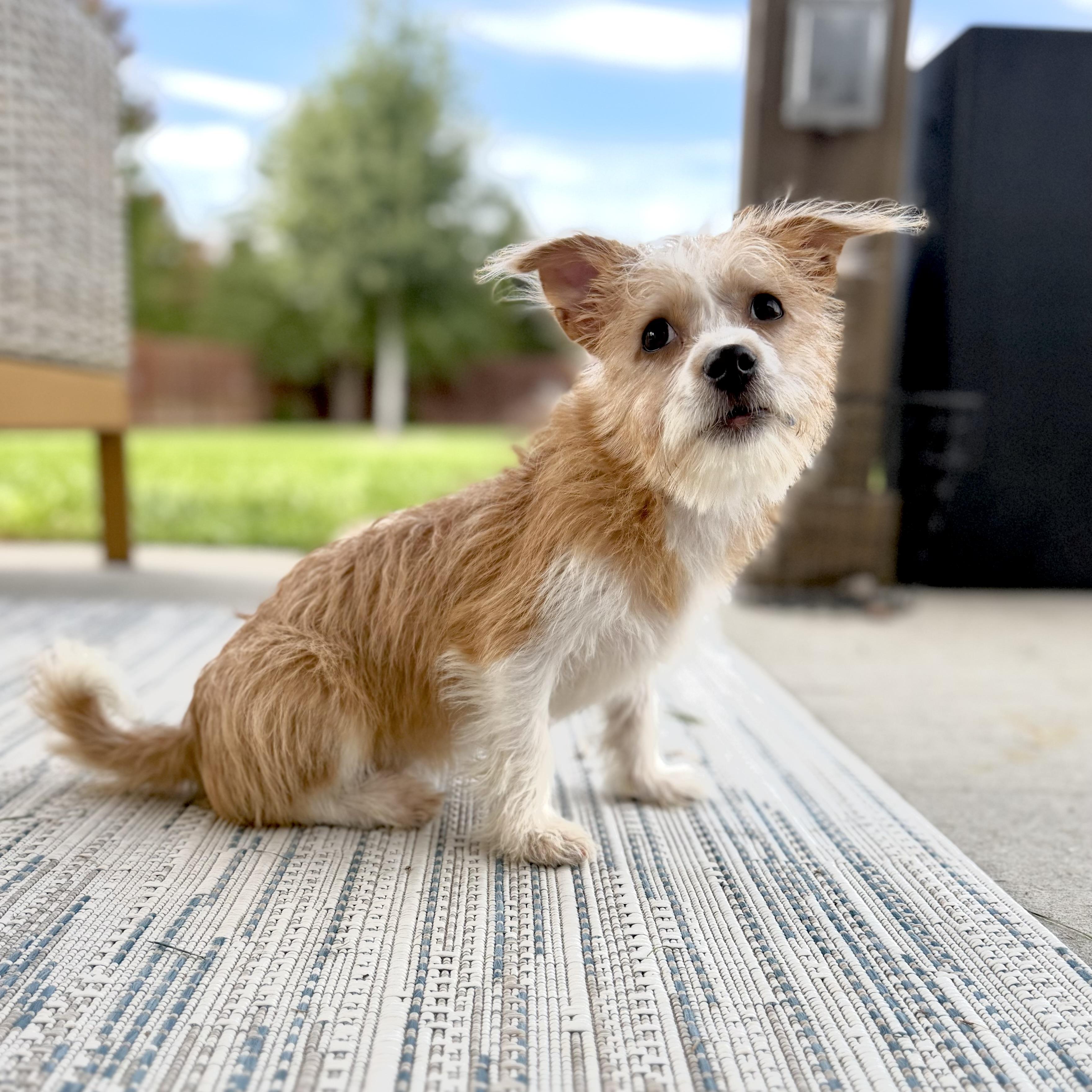 Shaggy, Adopted, Puppy Male Yorkshire Terrier & Chihuahua.
