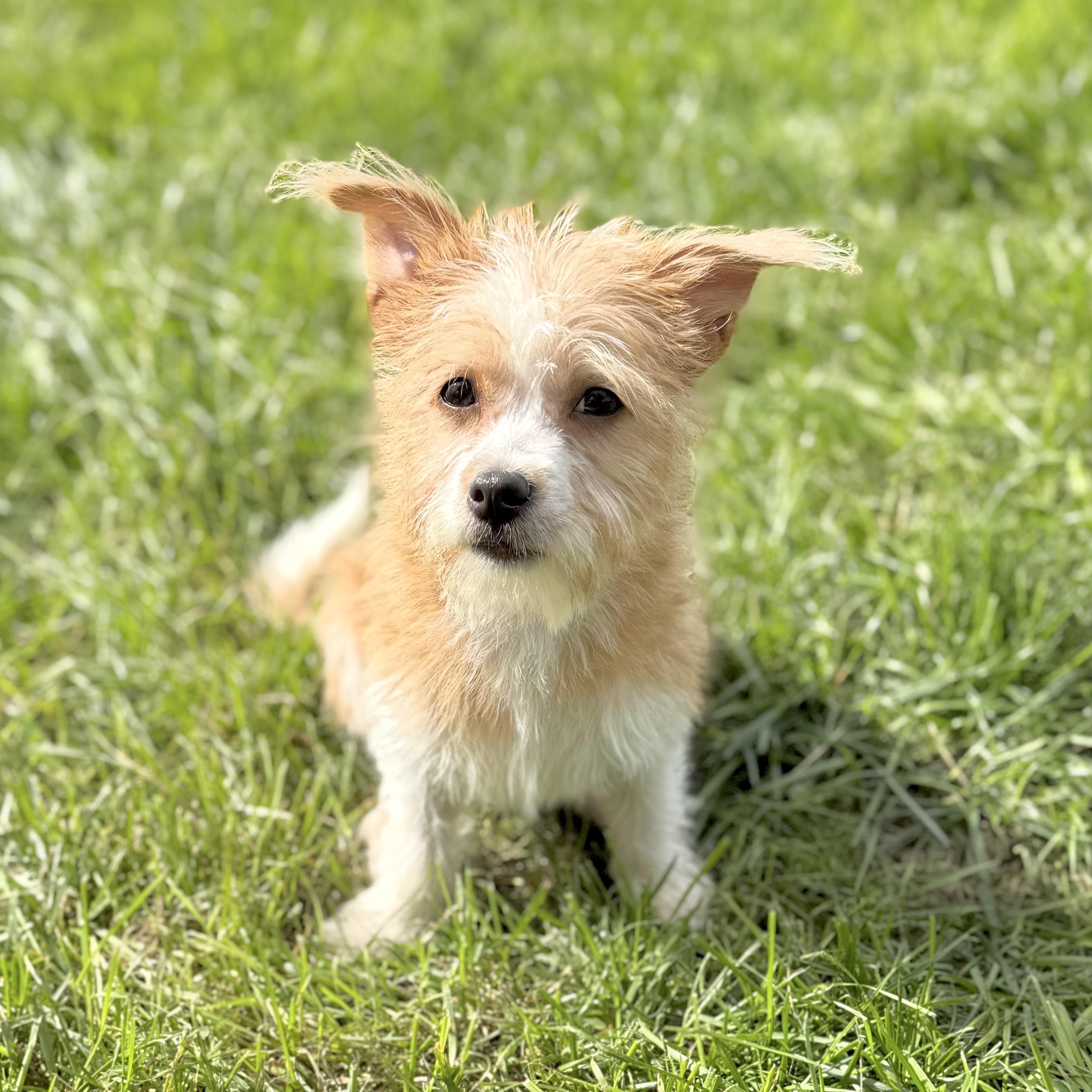 Enlarge Shaggy, a Adopted mixed breed in Muskego, WI image 6/6