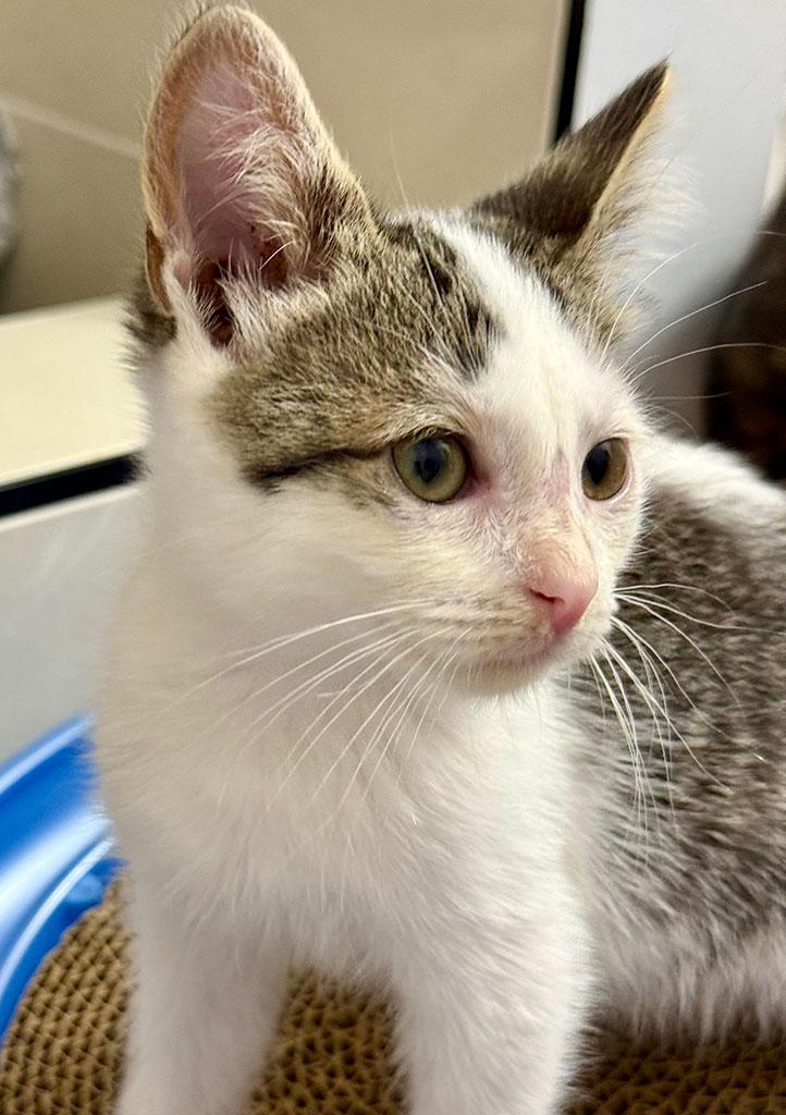 Enlarge Bantha, a ADOPTABLE Domestic Short Hair in Bowie, MD image 3/5