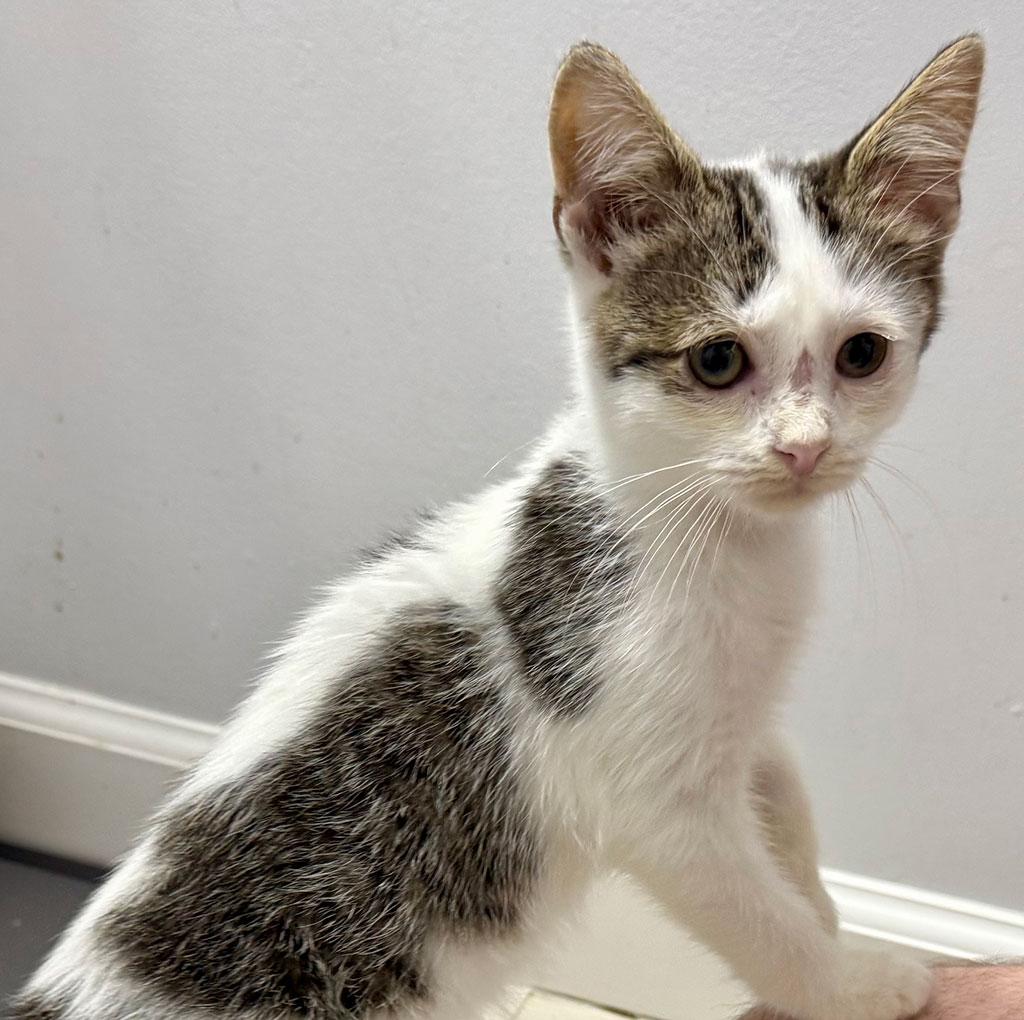 Enlarge Bantha, a ADOPTABLE Domestic Short Hair in Bowie, MD image 2/5