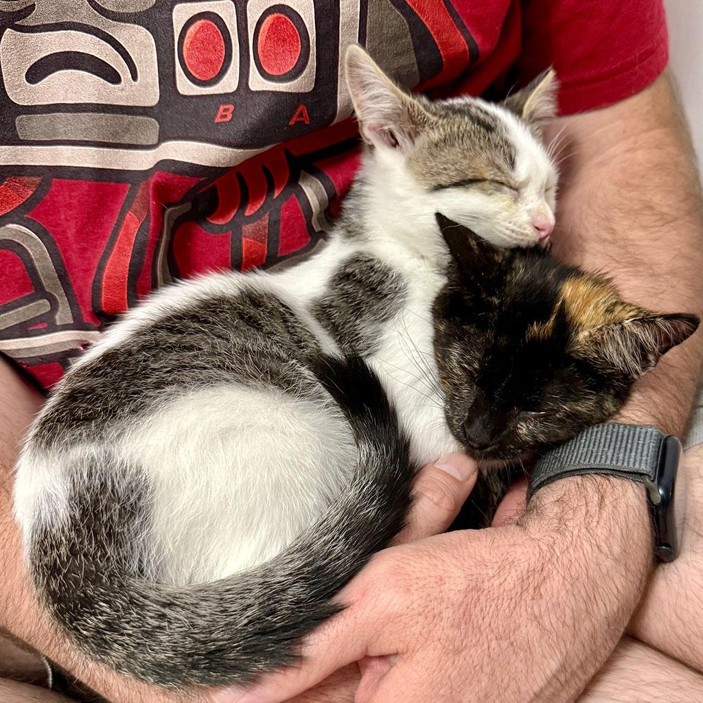 Enlarge Bantha, a ADOPTABLE Domestic Short Hair in Bowie, MD image 5/5