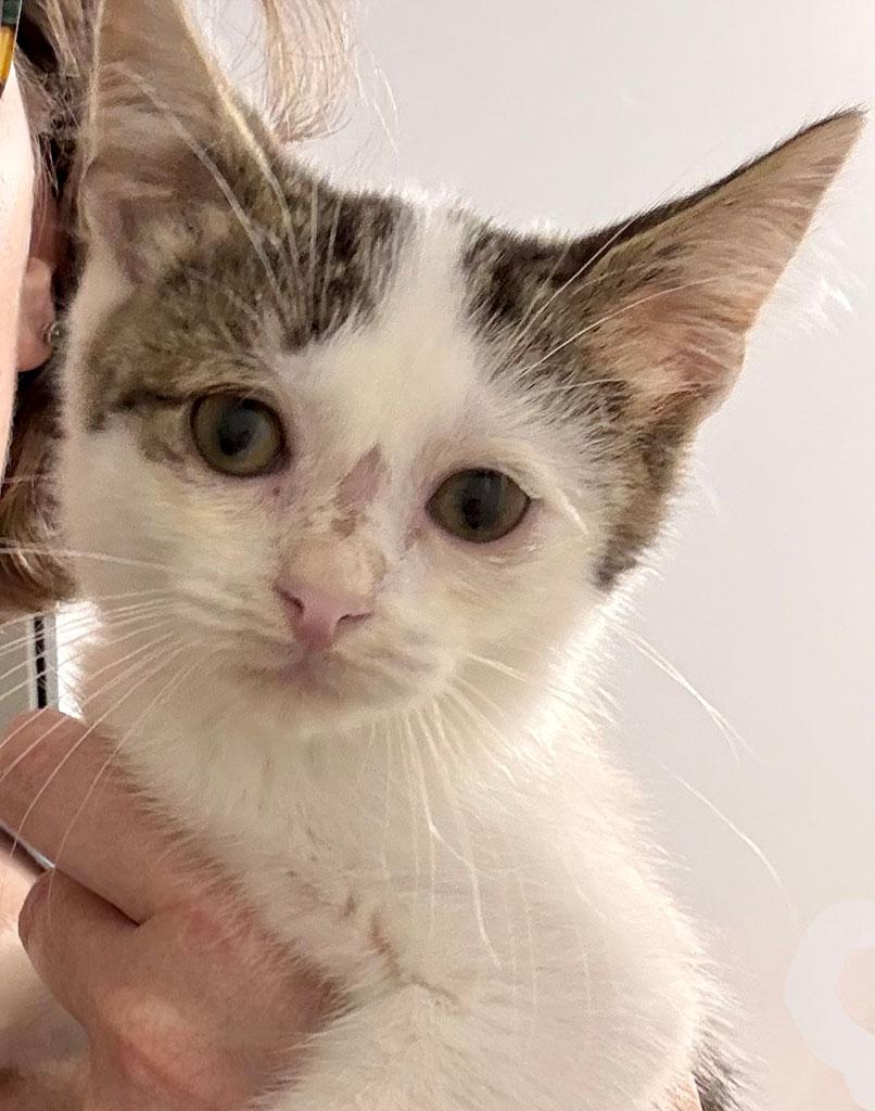 Bantha, ADOPTABLE, Kitten Male Domestic Short Hair.