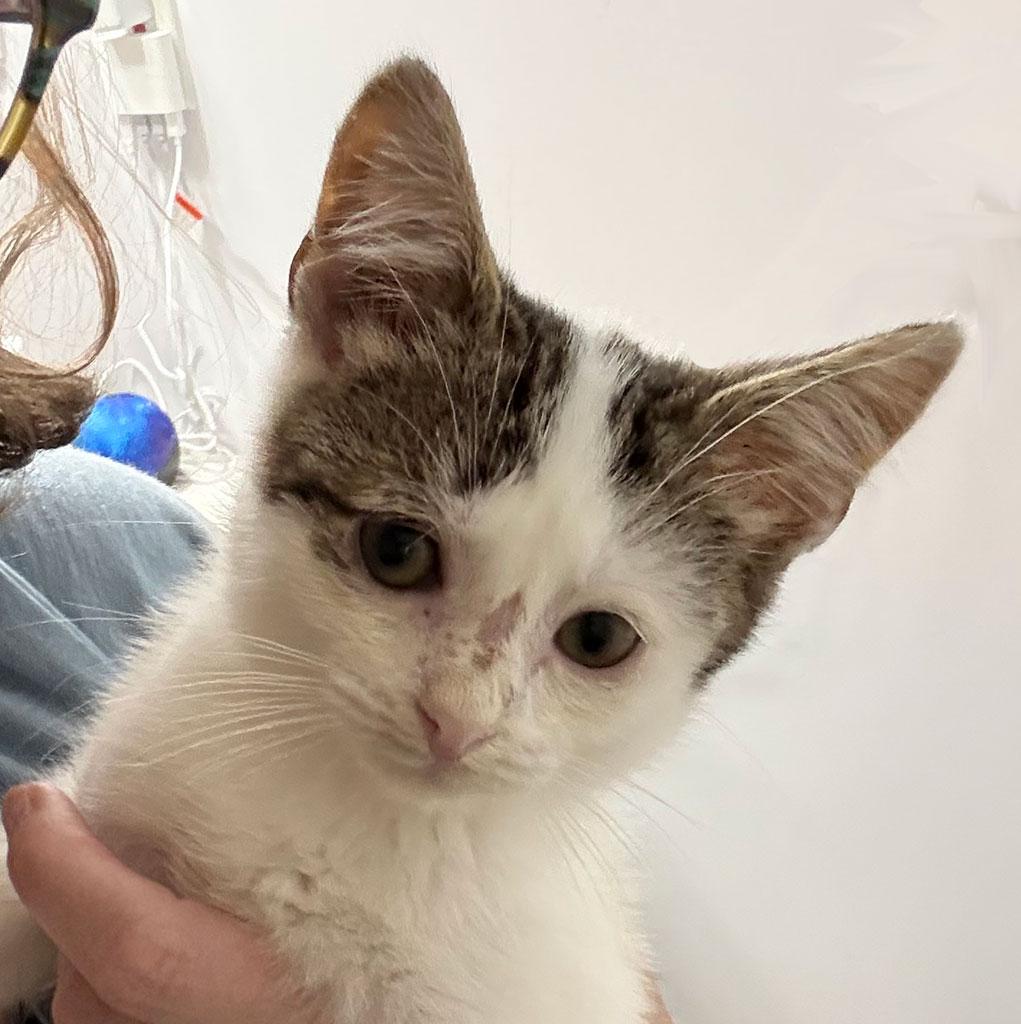 Enlarge Bantha, a ADOPTABLE Domestic Short Hair in Bowie, MD image 4/5