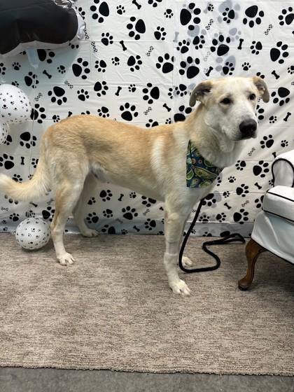 Enlarge Freddie, a Adoptable mixed breed in Seagoville, TX image 2/3