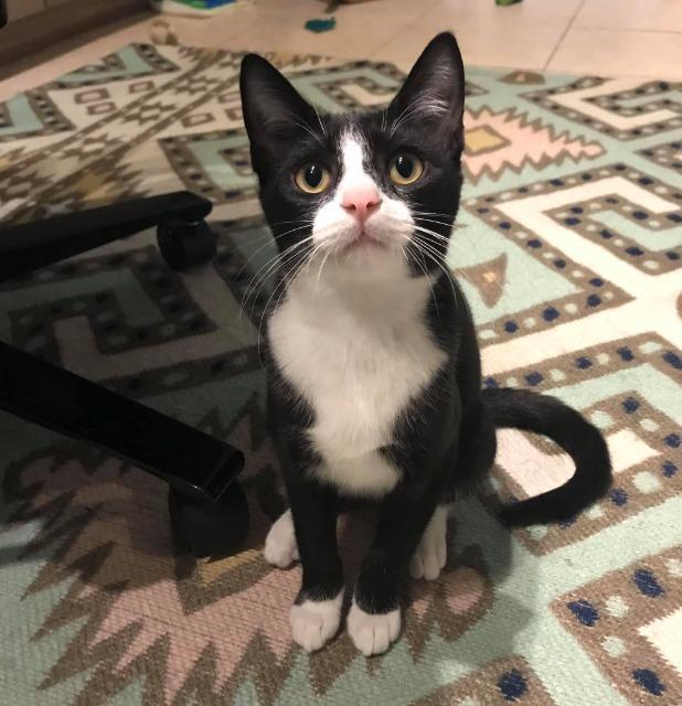 Doris Otto, Adoptable, Adult Female Tuxedo.