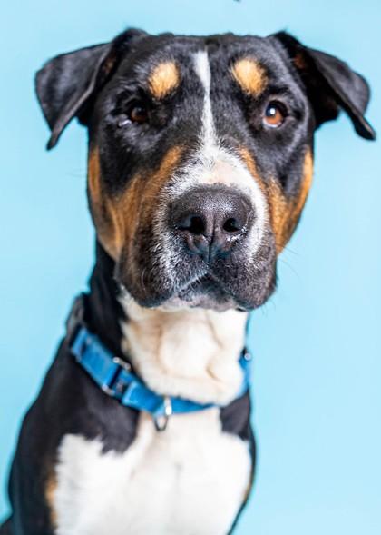 Enlarge S/C Silk, a Adoptable mixed breed in North Miami Beach, FL image 1/3