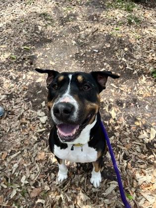 Enlarge S/C Silk, a Adoptable mixed breed in North Miami Beach, FL image 3/3