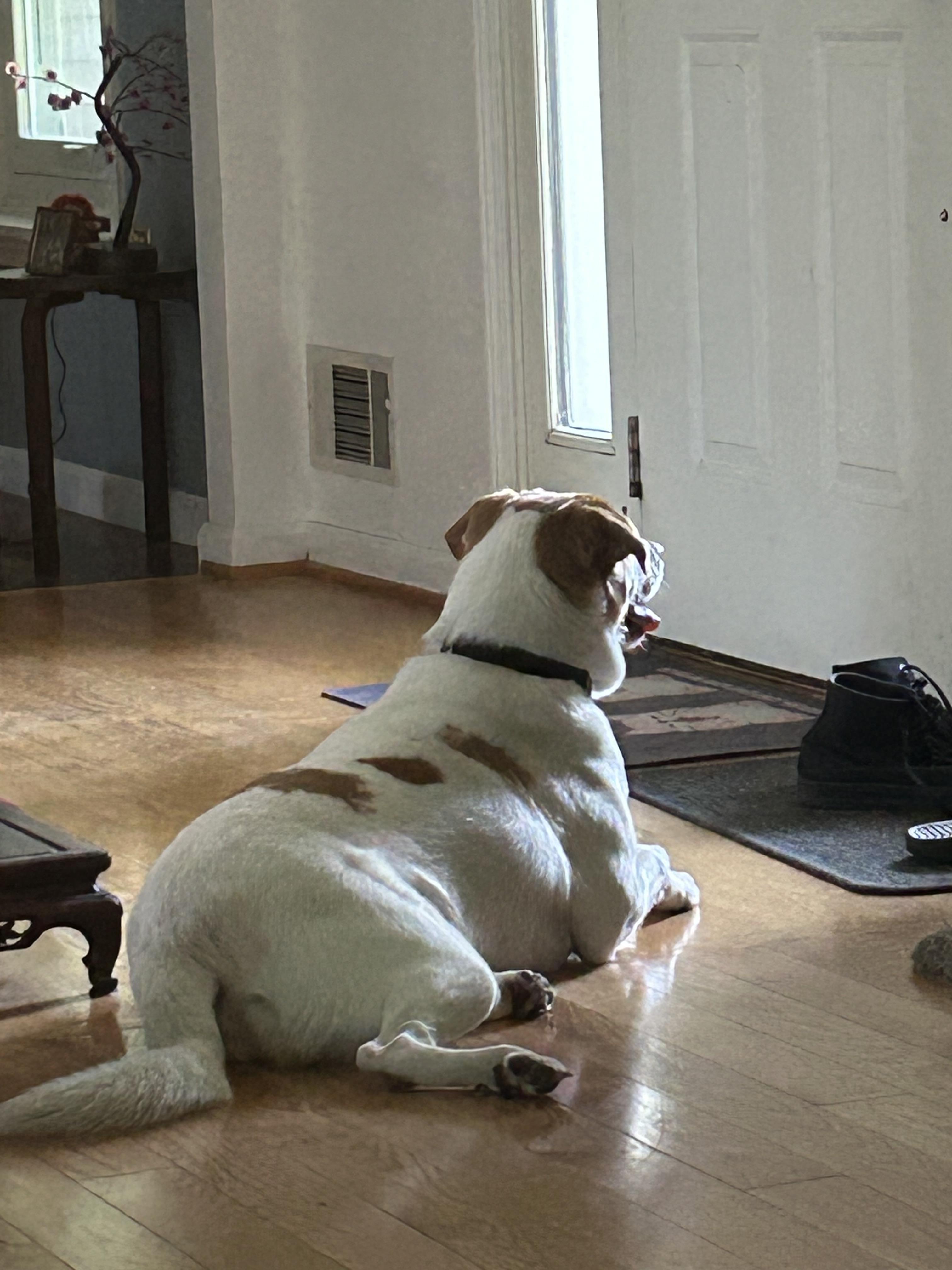 Enlarge Scooter, a ADOPTABLE Beagle in Rochester, NY image 1/2