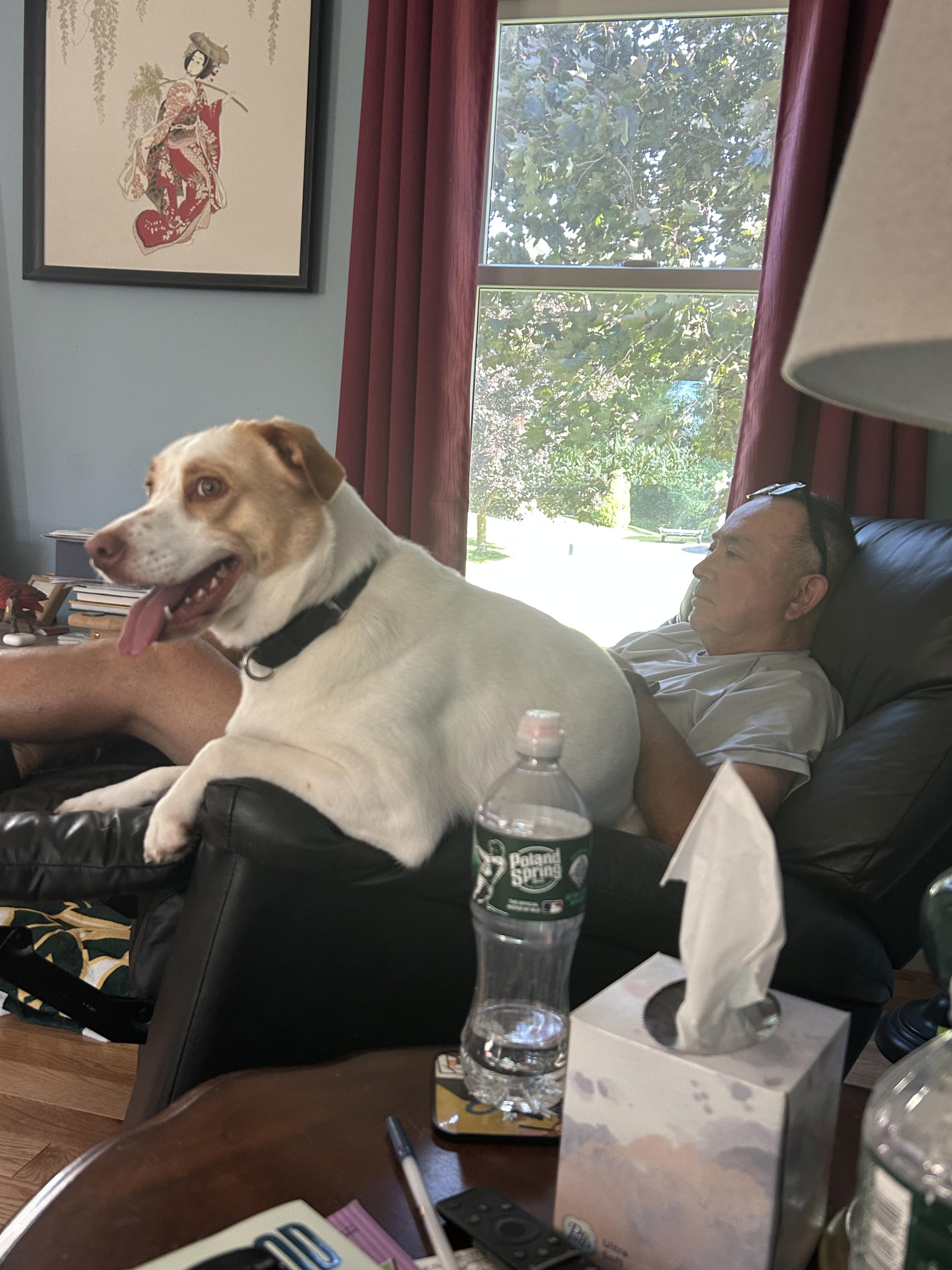 Enlarge Scooter, a ADOPTABLE Beagle in Rochester, NY image 2/2