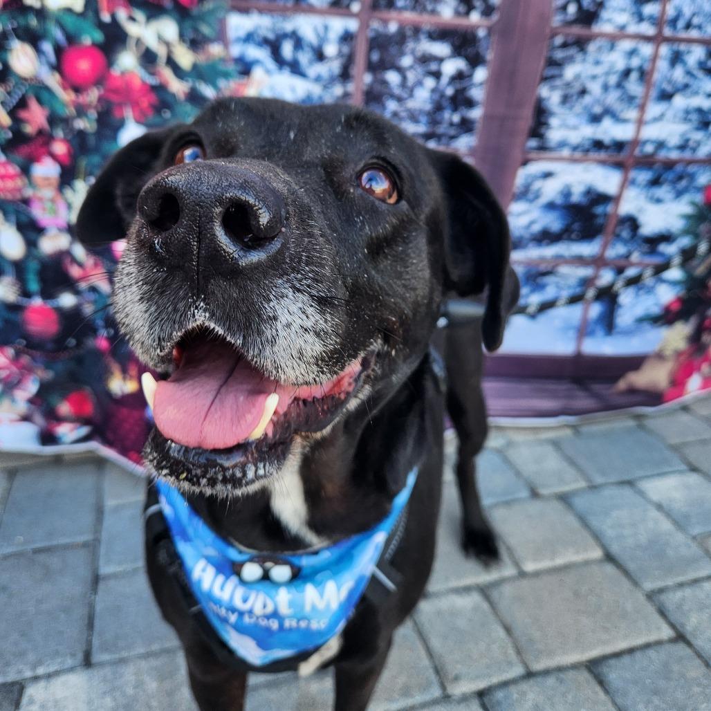 Chip, Adoptable, Adult Female Black Labrador Retriever & Mixed Breed.