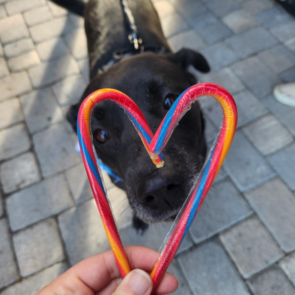 Enlarge Chip, a Adoptable mixed breed in Merritt Island, FL image 2/6