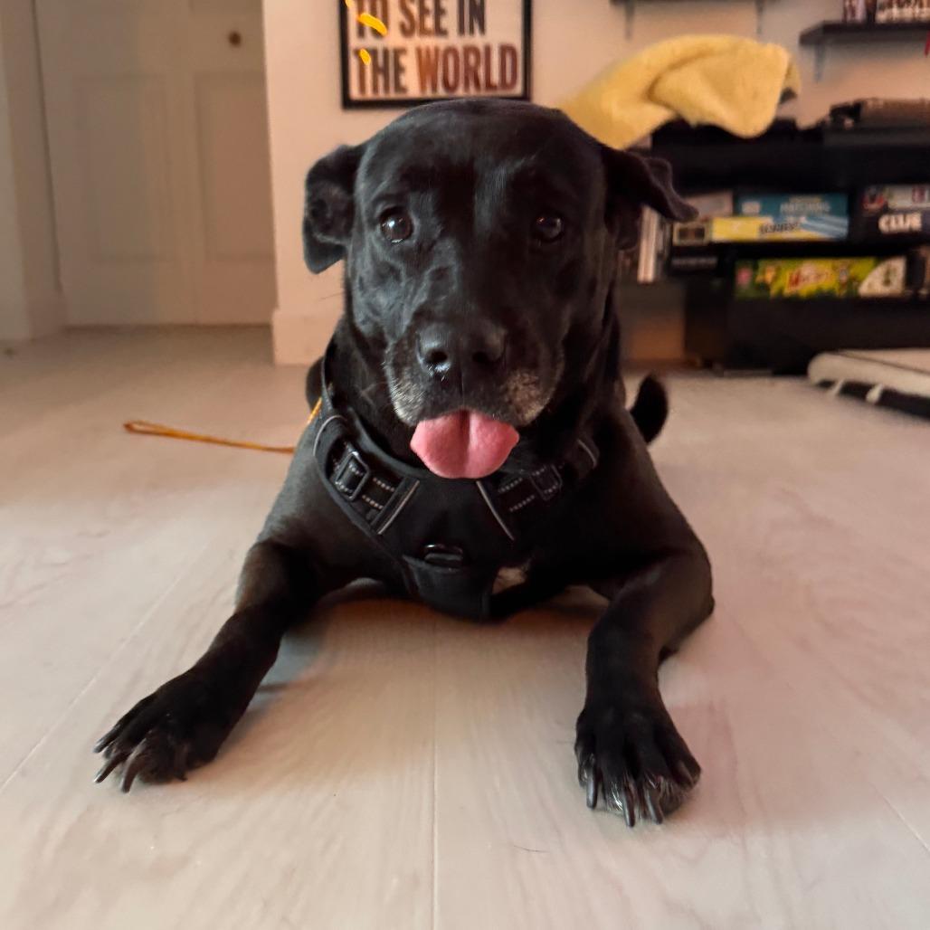 Enlarge Chip, a Adoptable mixed breed in Merritt Island, FL image 3/6