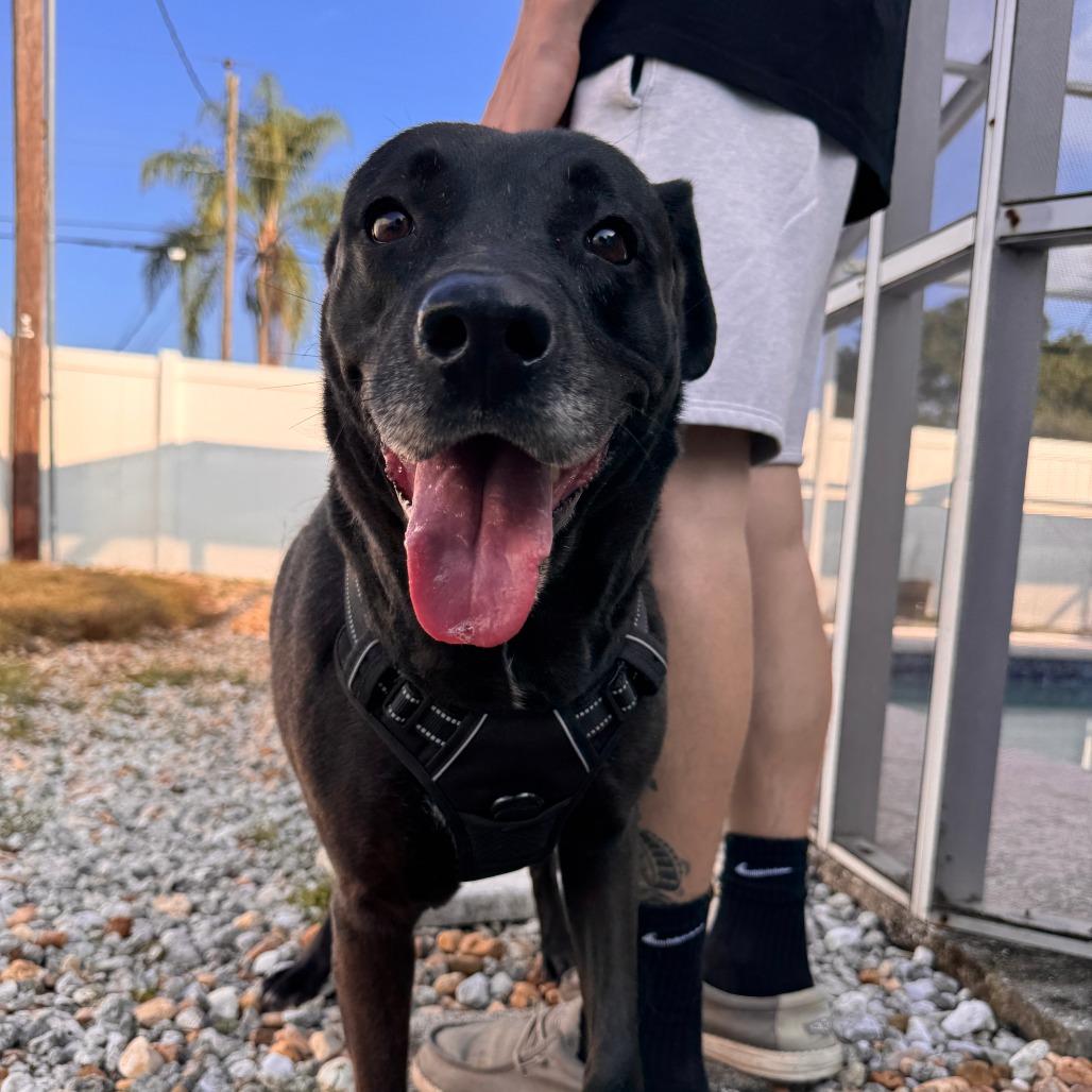 Enlarge Chip, a Adoptable mixed breed in Merritt Island, FL image 4/6