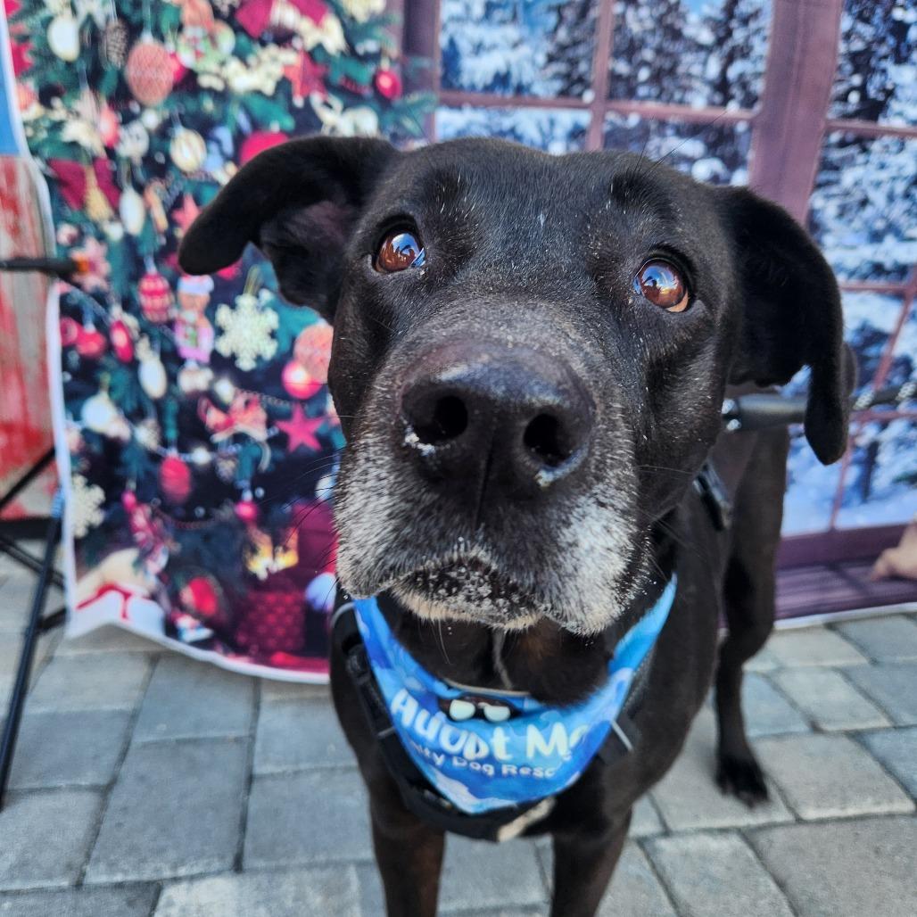 Enlarge Chip, a Adoptable mixed breed in Merritt Island, FL image 5/6