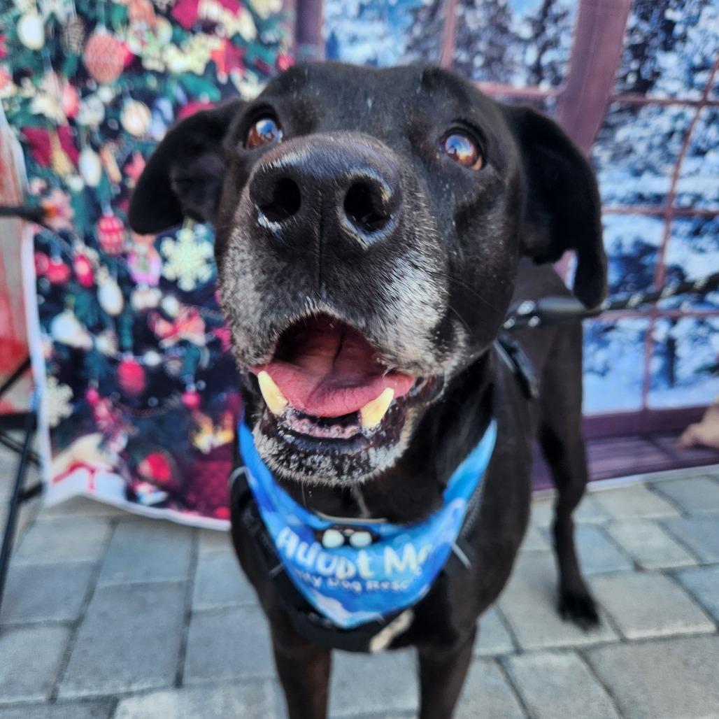 Enlarge Chip, a Adoptable mixed breed in Merritt Island, FL image 6/6