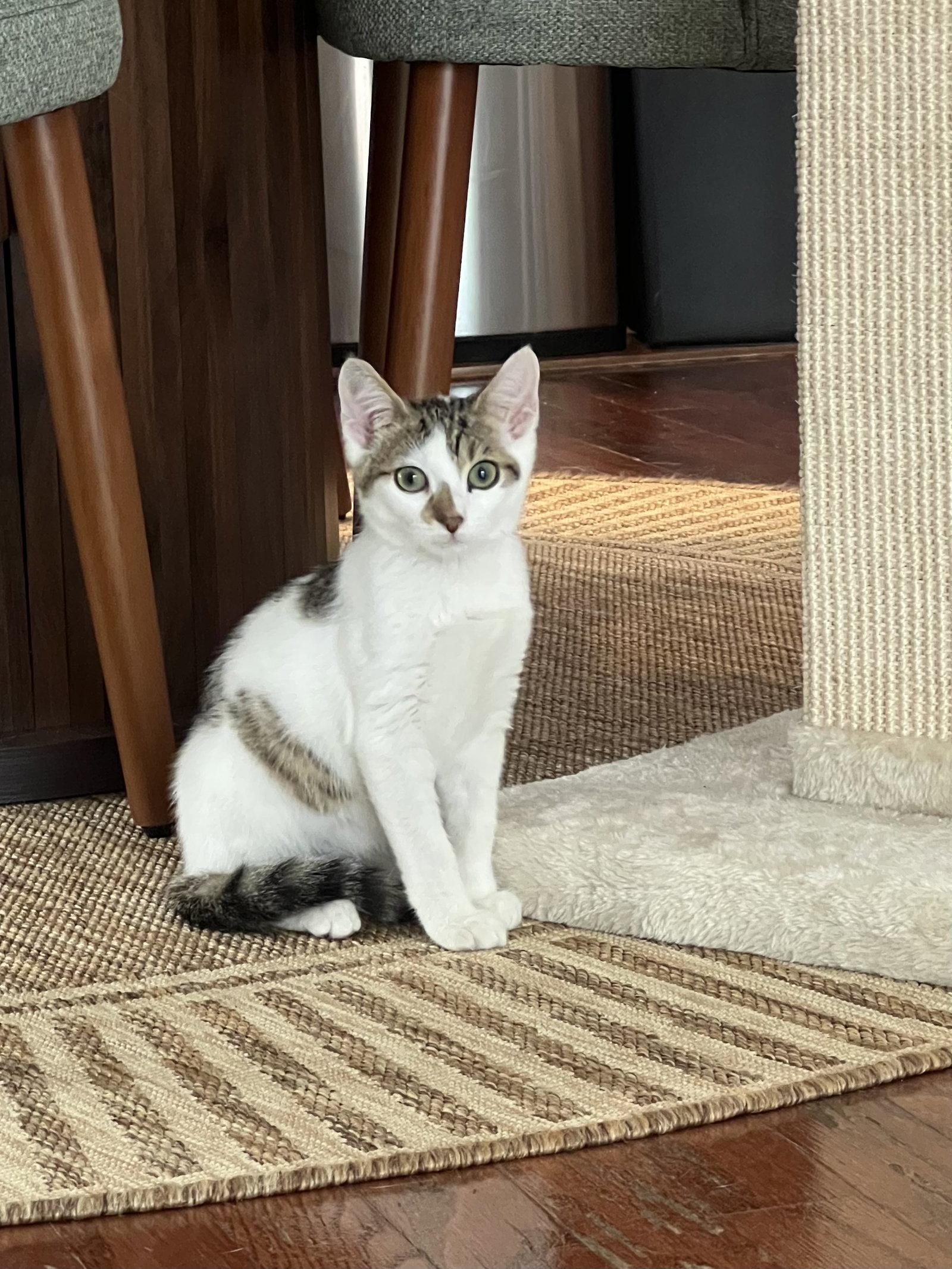Cats & Kittens for Adoption in Land O' Lakes, FL | Petfinder