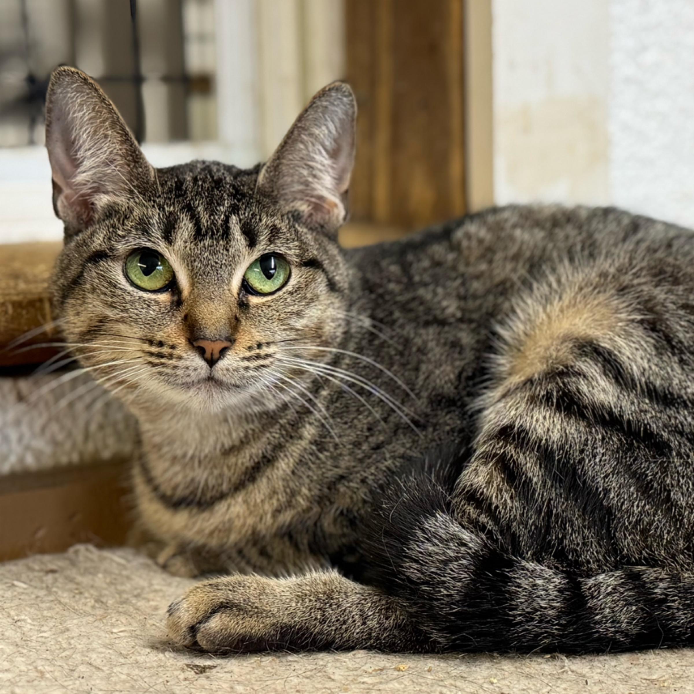 Daisy — thumbnail 2