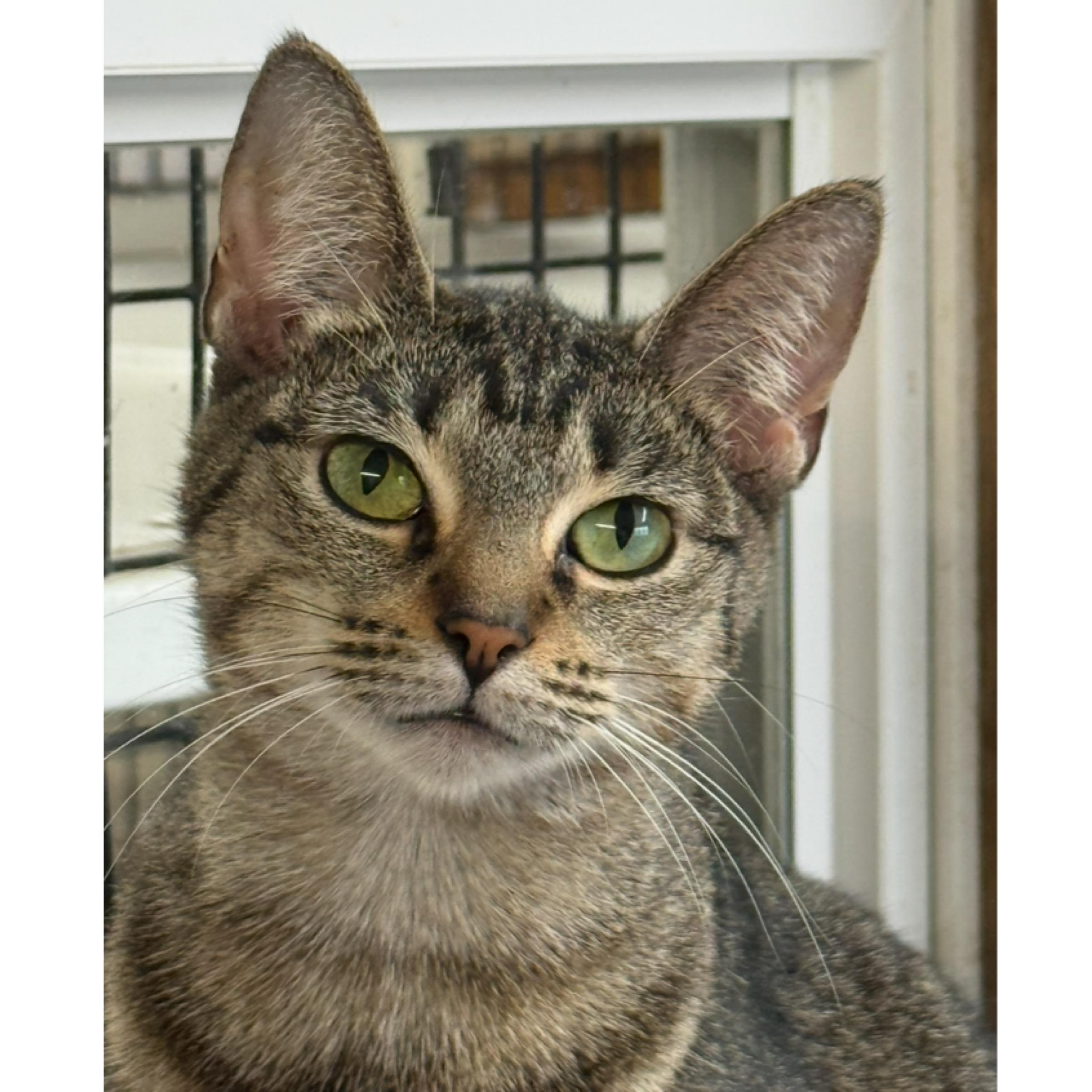 Daisy — thumbnail 3