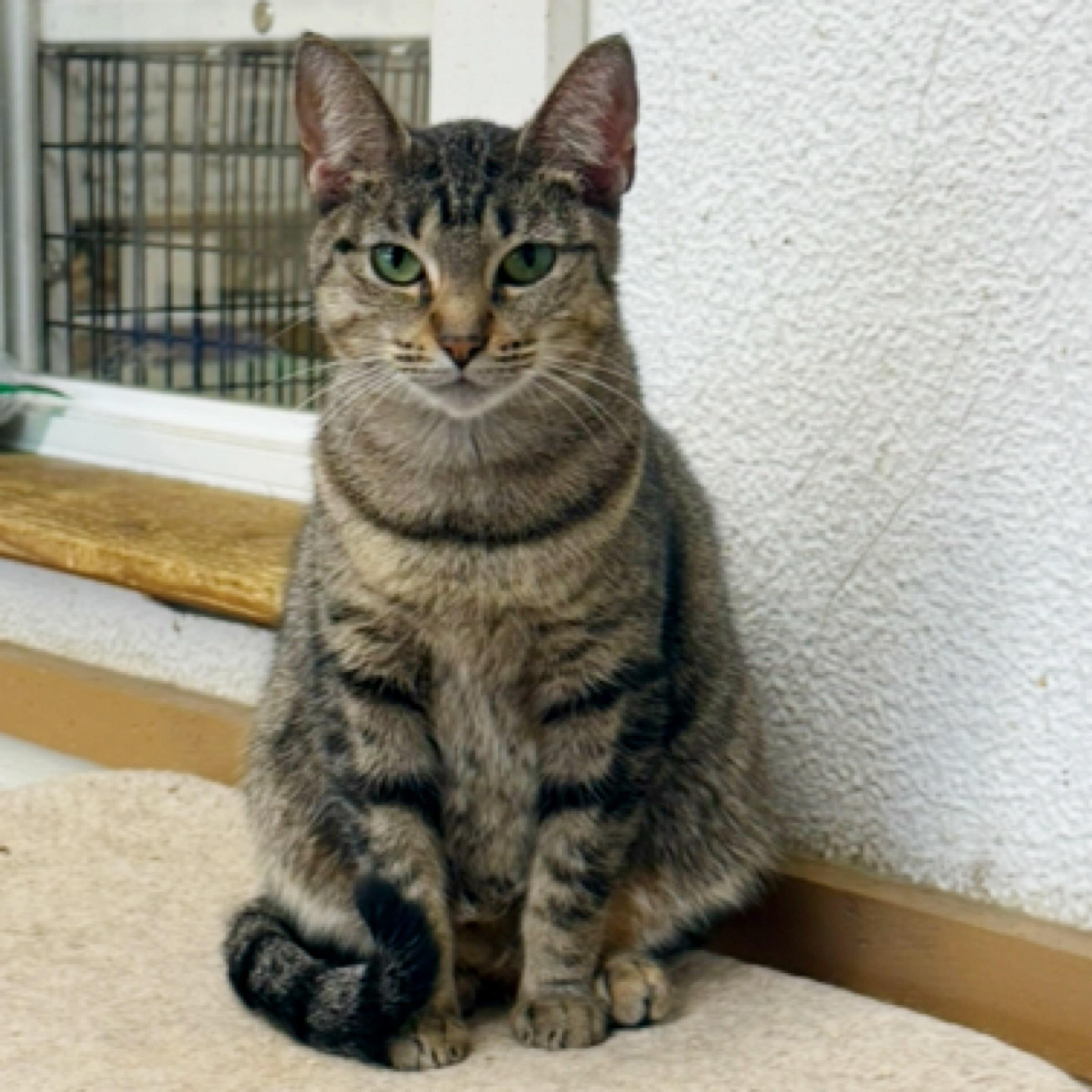 Daisy — thumbnail 4