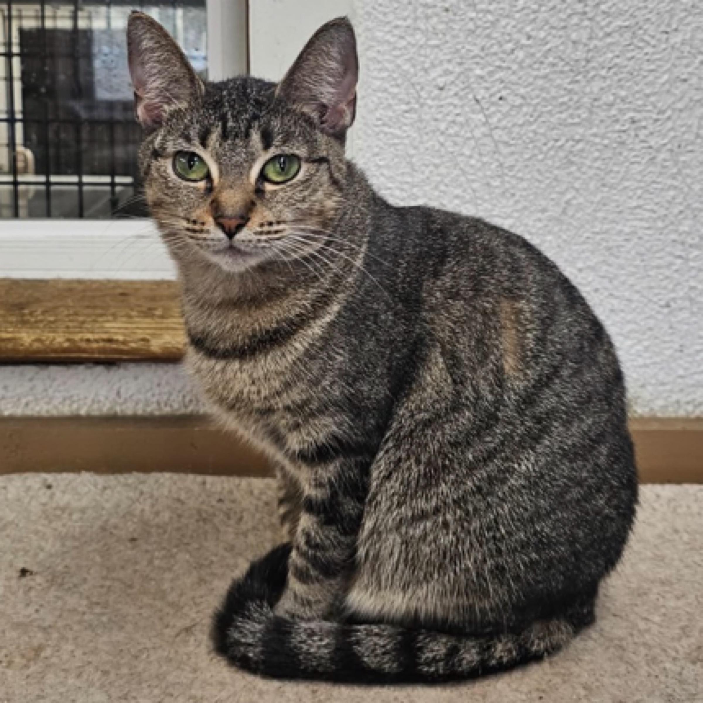 Daisy — thumbnail 5