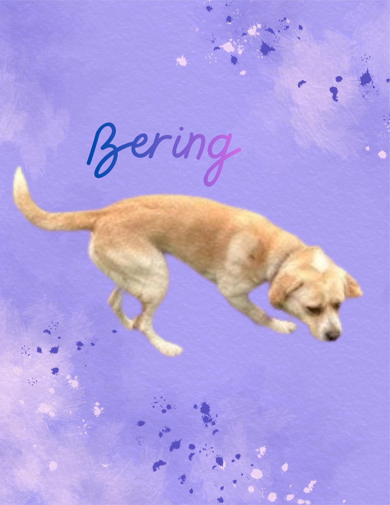 Bering, ADOPTABLE, Adult Male Yellow Labrador Retriever.