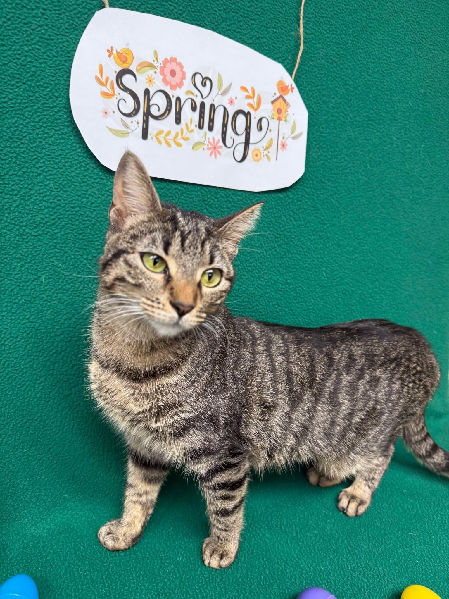 Enlarge Lilly, a Adoptable mixed breed in Maryville, MO image 1/3