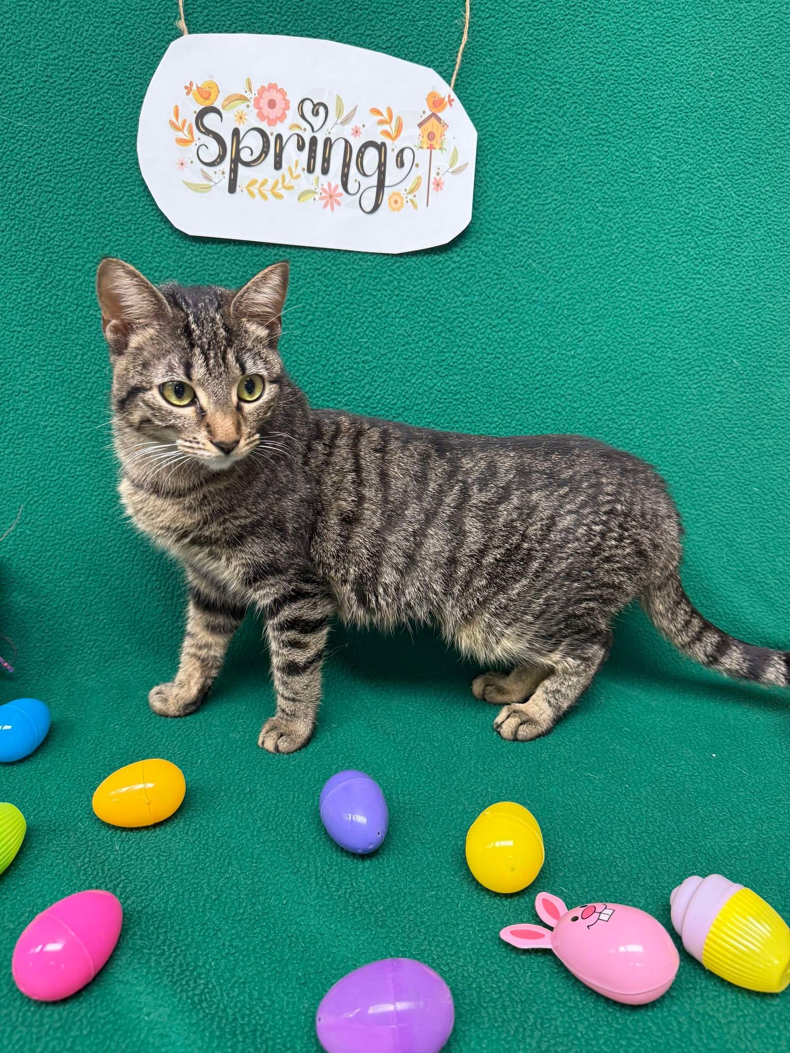 Enlarge Lilly, a Adoptable mixed breed in Maryville, MO image 2/3