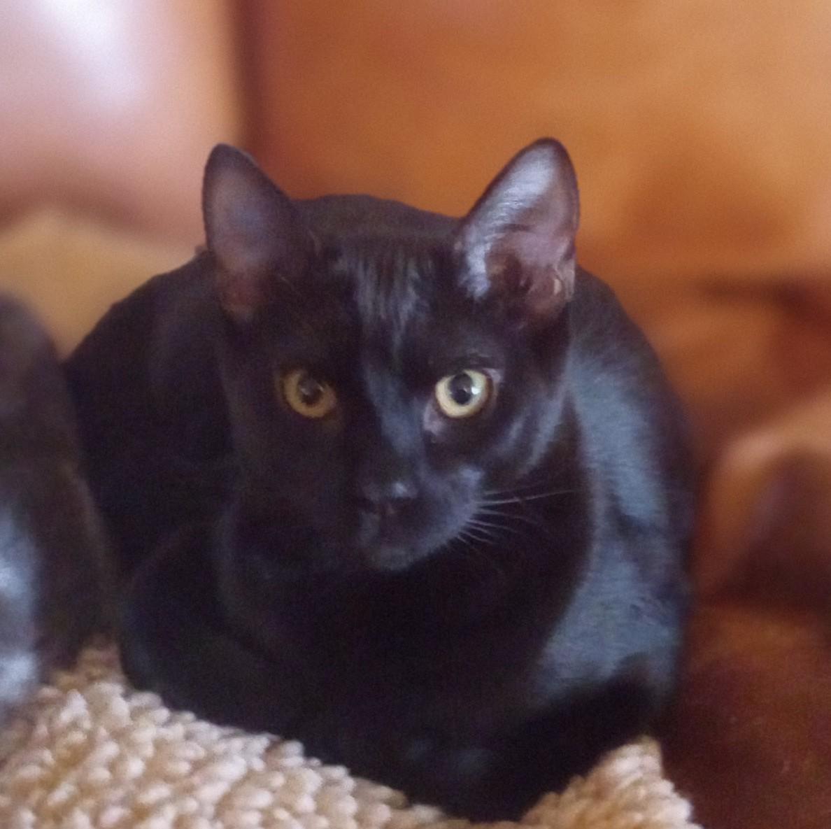 Tyson (Courtesy Post)