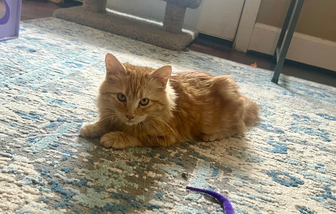 Dexter & Bella, an adopted Domestic Long Hair in Gilroy, CA image 2/5