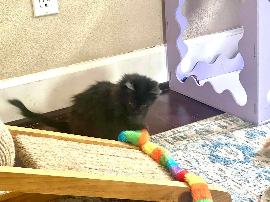 Dexter & Bella, an adopted Domestic Long Hair in Gilroy, CA image 5/5