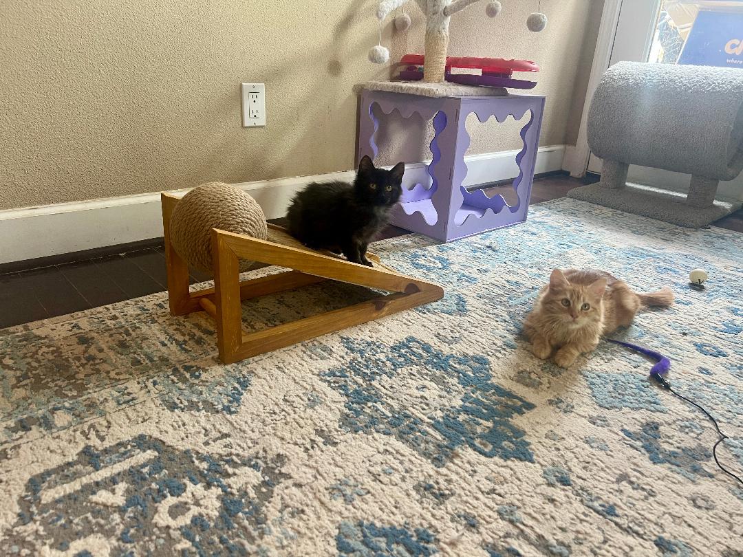 Dexter & Bella, adopted, Kitten Female Domestic Long Hair.