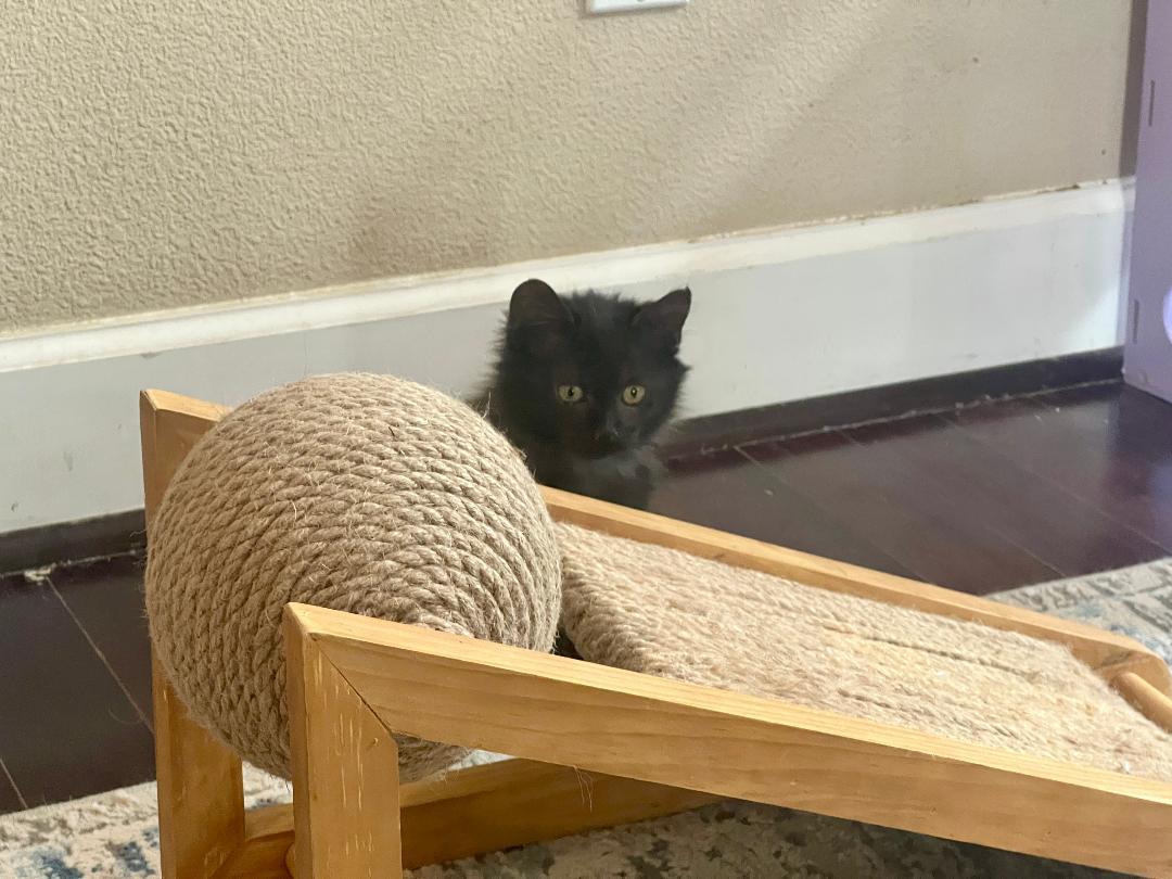 Dexter & Bella, an adopted Domestic Long Hair in Gilroy, CA image 3/5