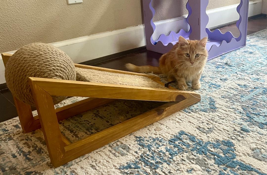 Dexter & Bella, an adopted Domestic Long Hair in Gilroy, CA image 4/5