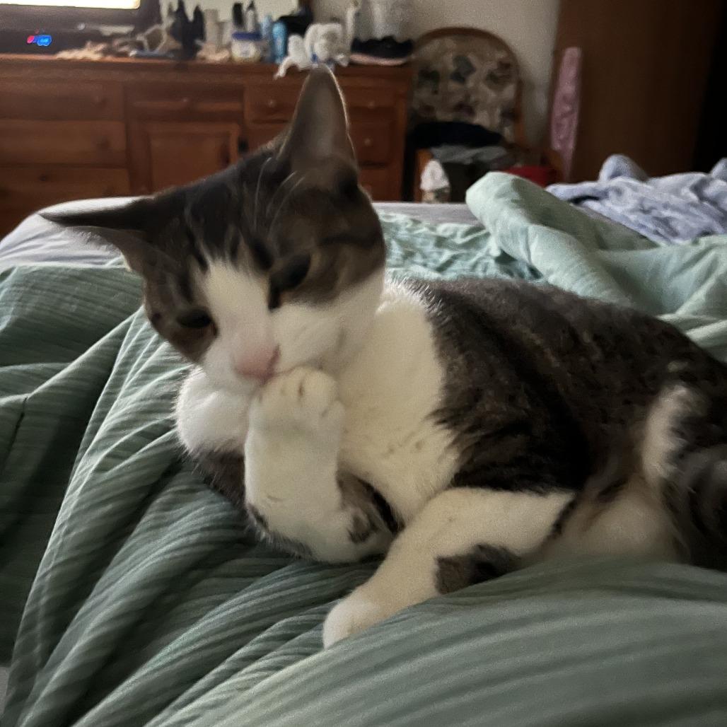 Boots, Adoptable, Adult Female Domestic Short Hair.