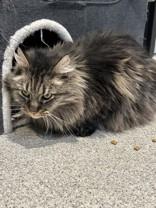 Thorin, ADOPTABLE, Senior Male Domestic Long Hair.