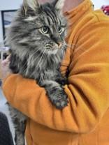 Enlarge Thorin, a ADOPTABLE Domestic Long Hair in Hamilton, MT image 2/3