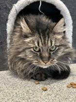 Enlarge Thorin, a ADOPTABLE Domestic Long Hair in Hamilton, MT image 3/3