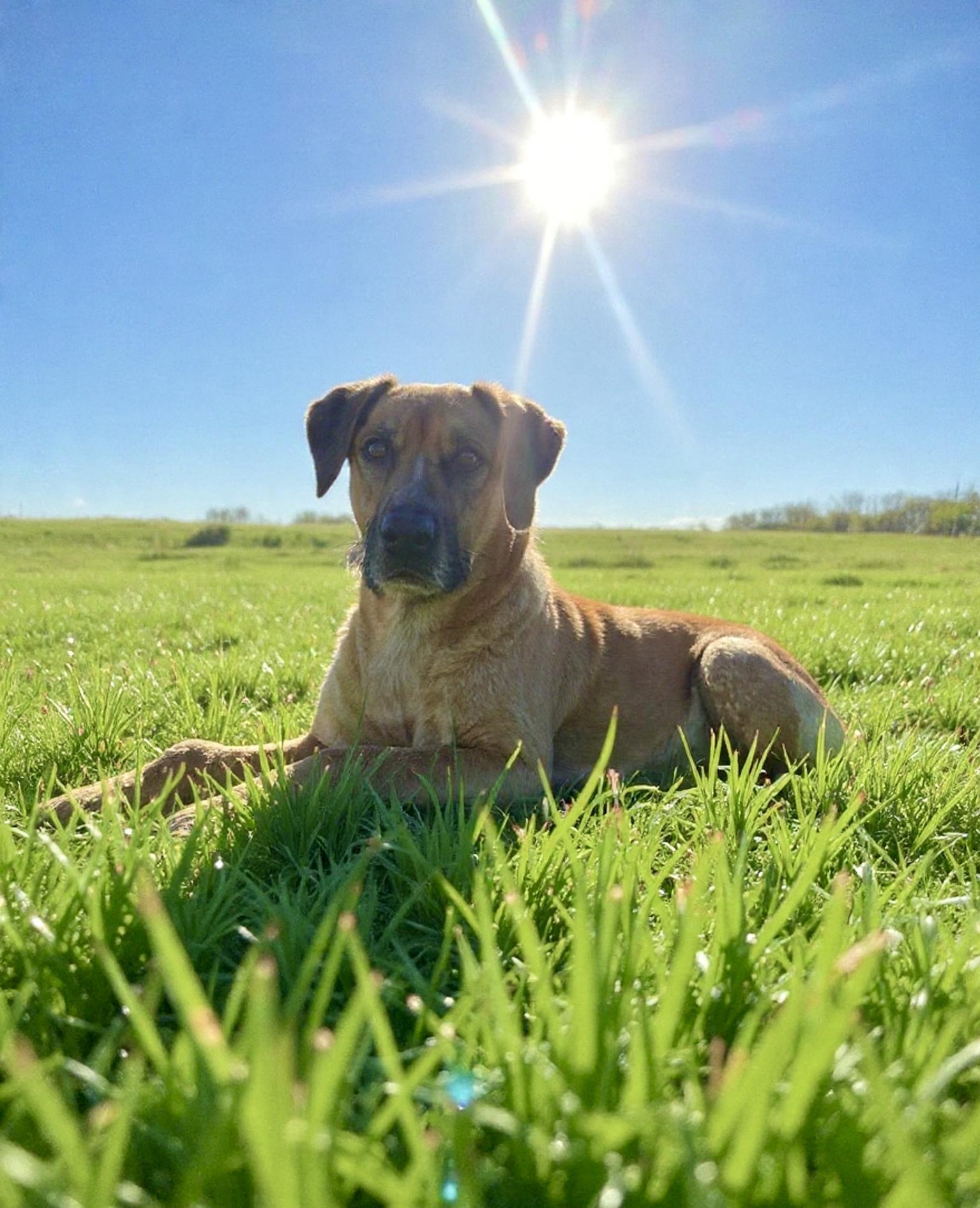 Enlarge Ottis, a ADOPTABLE mixed breed in Westwood, NJ image 1/6