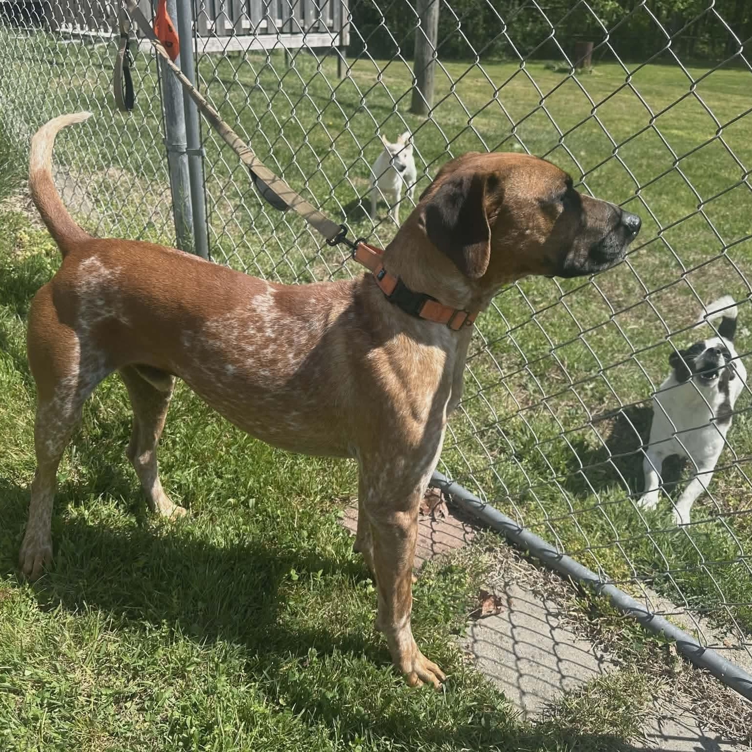 Enlarge Ottis, a ADOPTABLE mixed breed in Westwood, NJ image 4/6