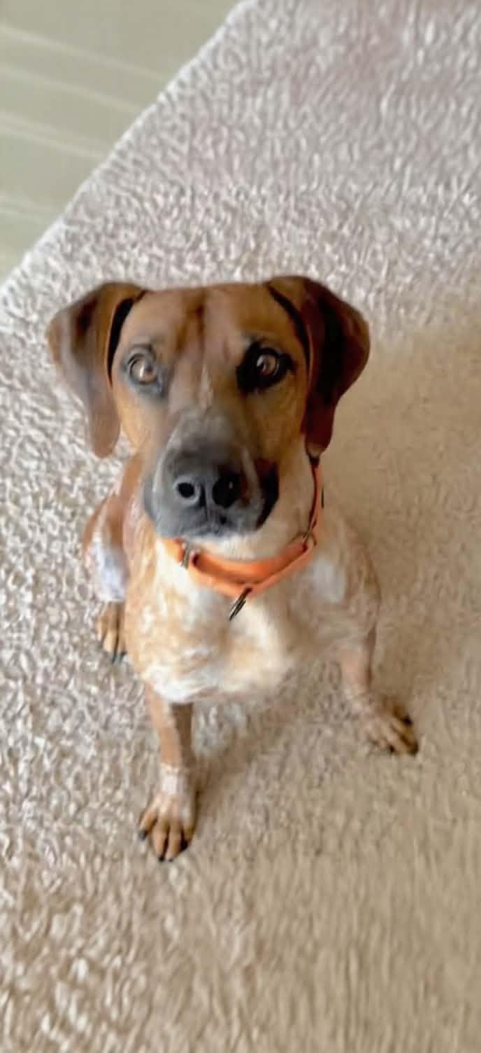 Enlarge Ottis, a ADOPTABLE mixed breed in Westwood, NJ image 2/6