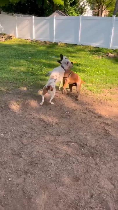 Enlarge Ottis, a ADOPTABLE mixed breed in Westwood, NJ video 6/6