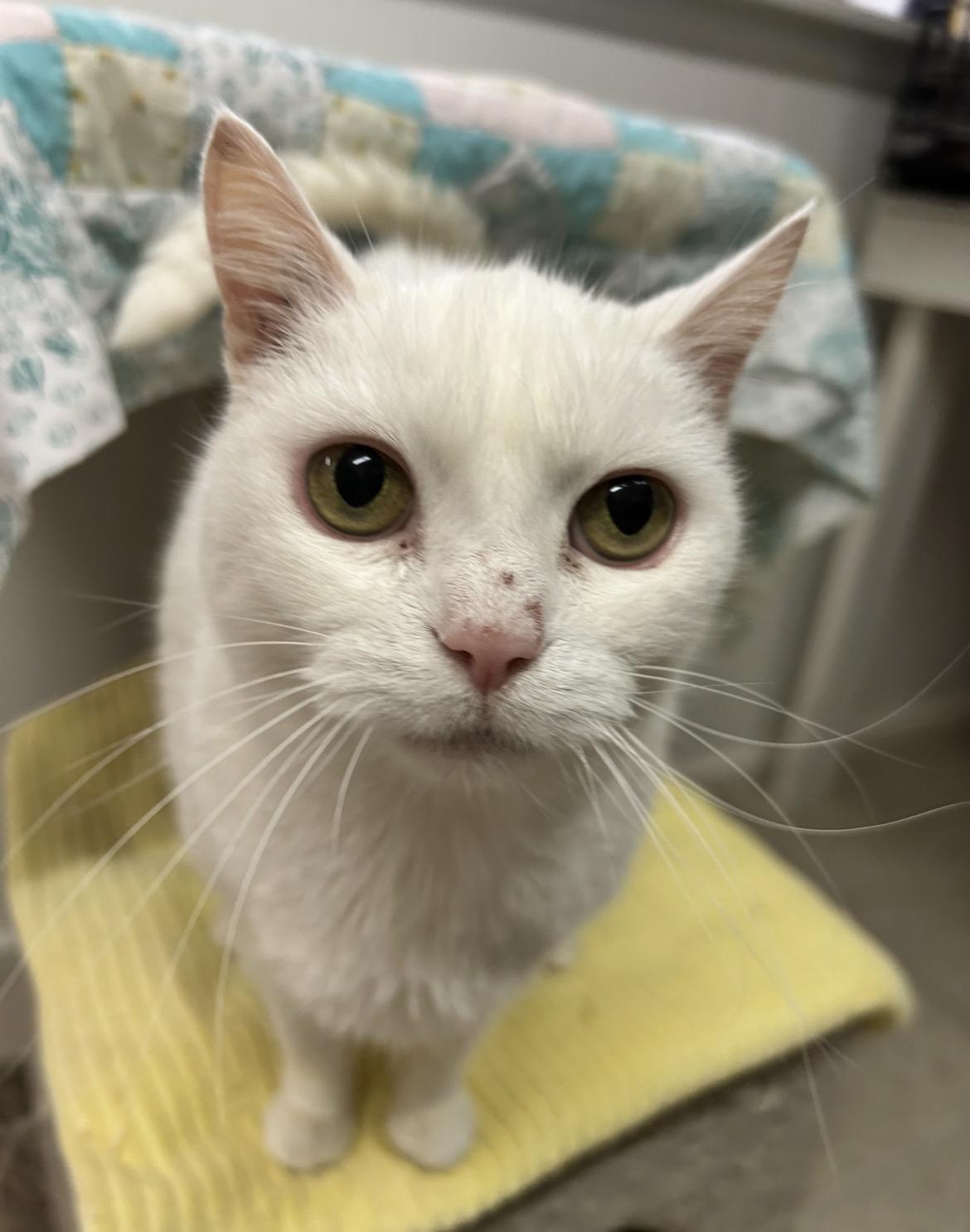 Enlarge Kinsley, an adopted Domestic Short Hair in Maple Ridge, BC image 2/6