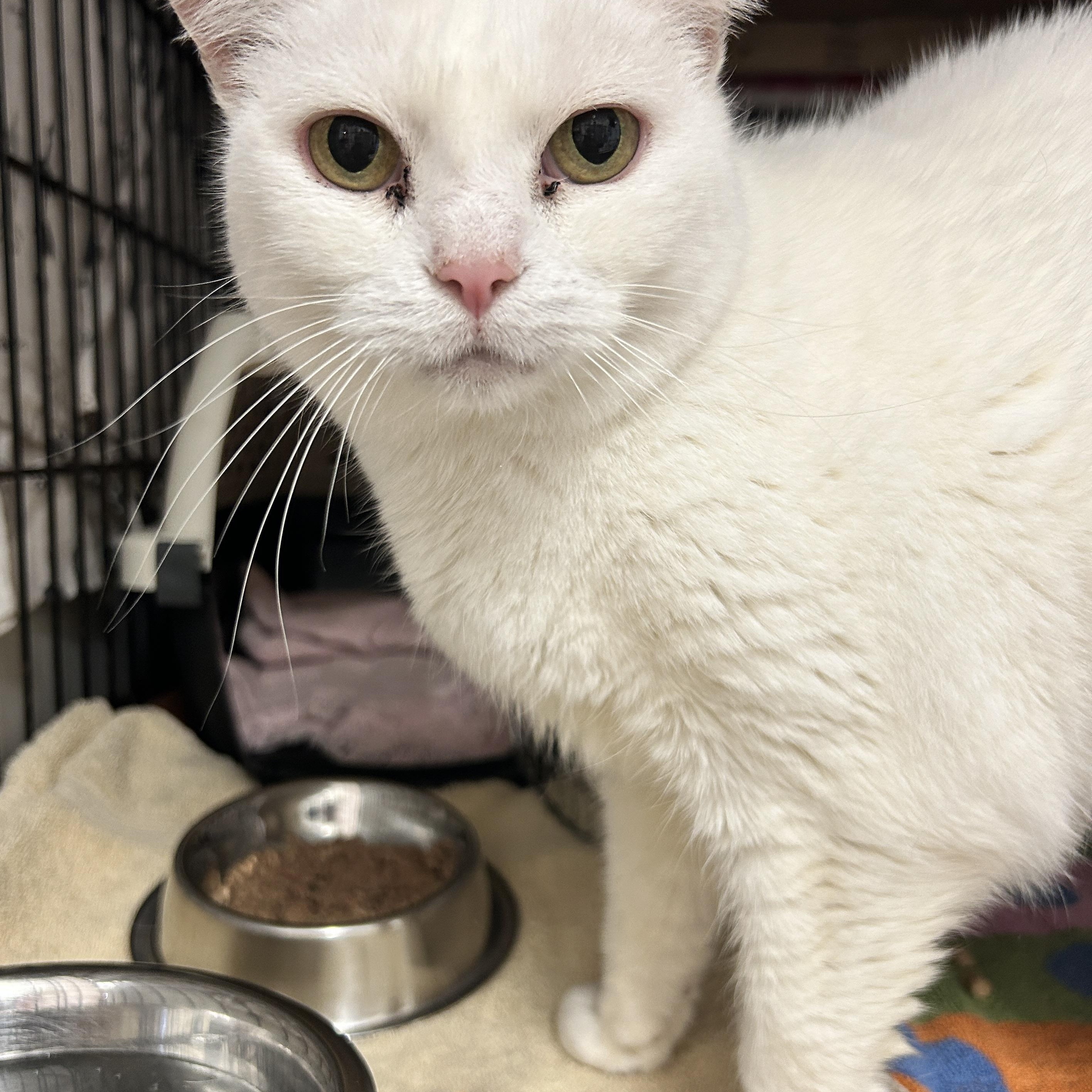 Enlarge Kinsley, an adopted Domestic Short Hair in Maple Ridge, BC image 4/6