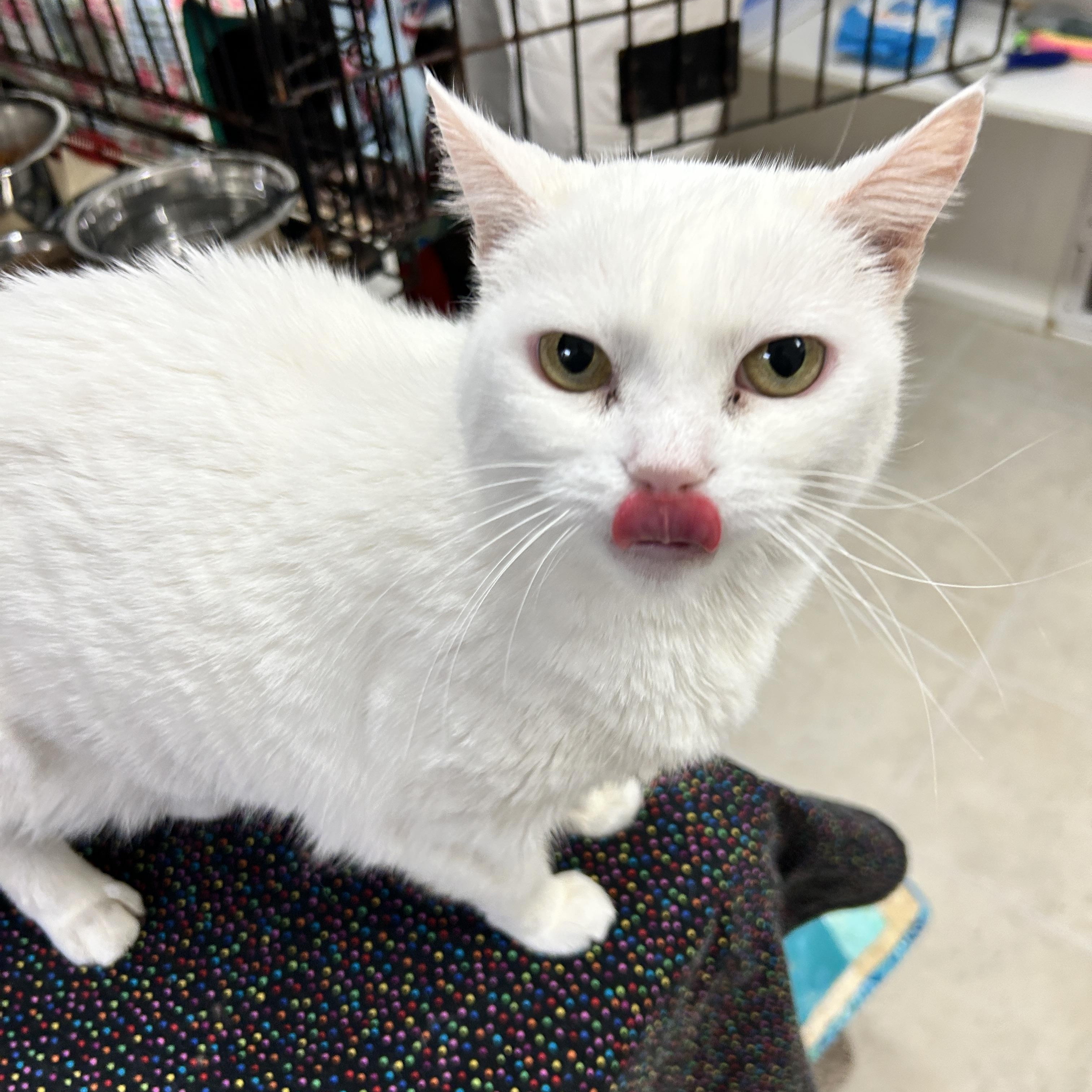 Enlarge Kinsley, an adopted Domestic Short Hair in Maple Ridge, BC image 6/6