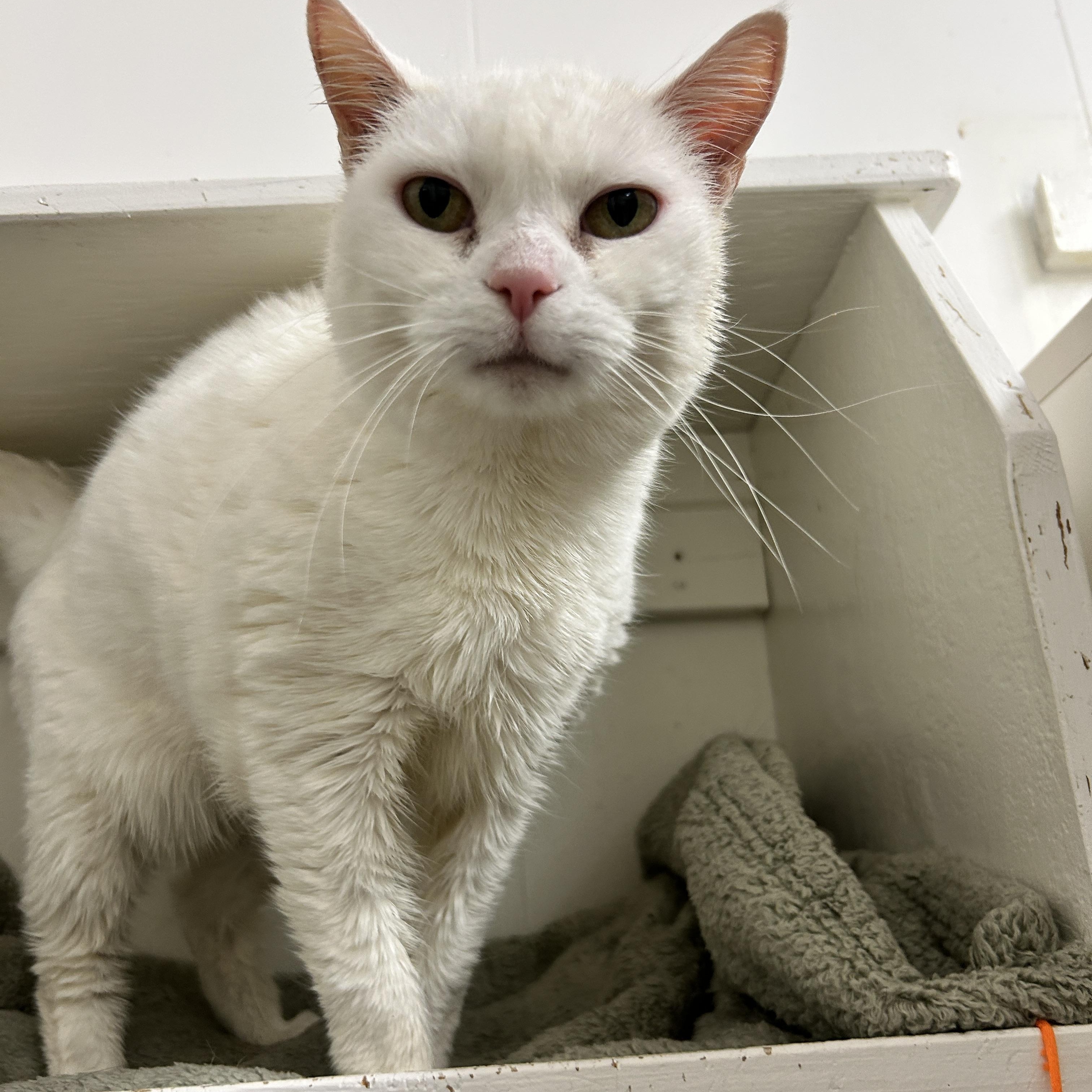 Enlarge Kinsley, an adopted Domestic Short Hair in Maple Ridge, BC image 3/6