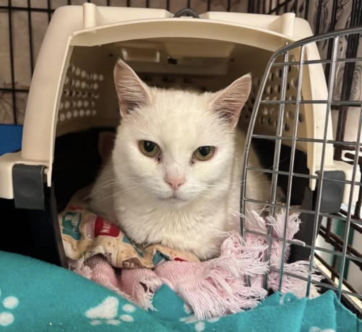 Enlarge Kinsley, an adopted Domestic Short Hair in Maple Ridge, BC image 5/6